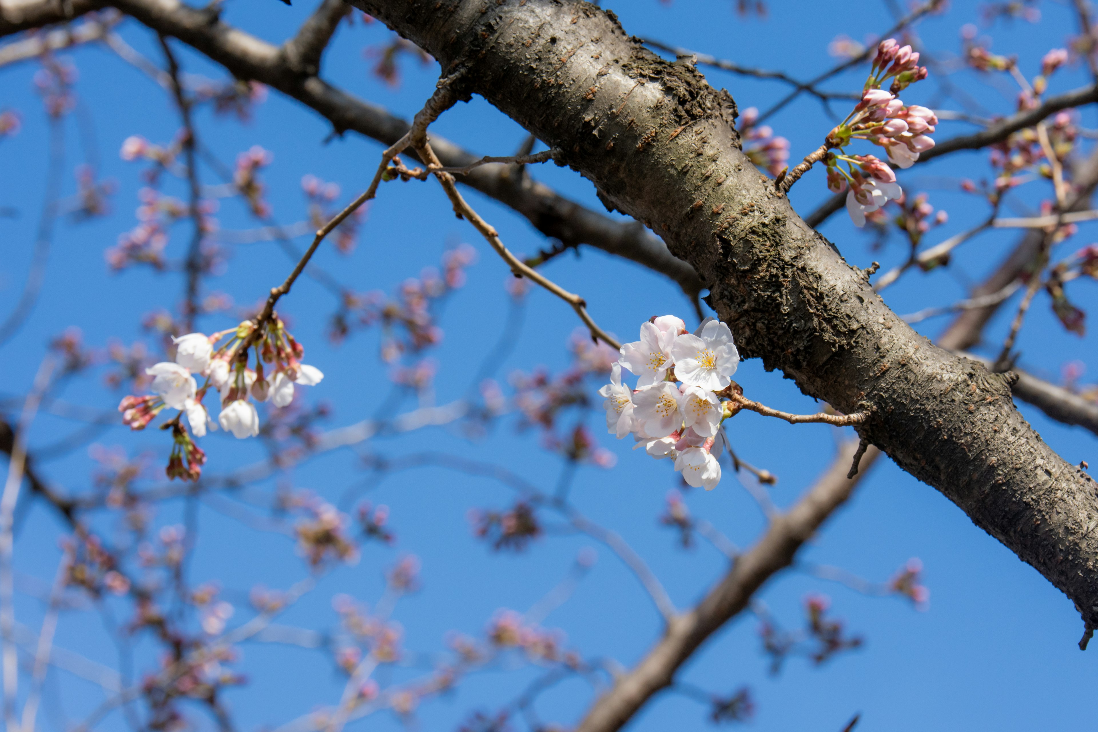 Bunga sakura di dahan di bawah langit biru