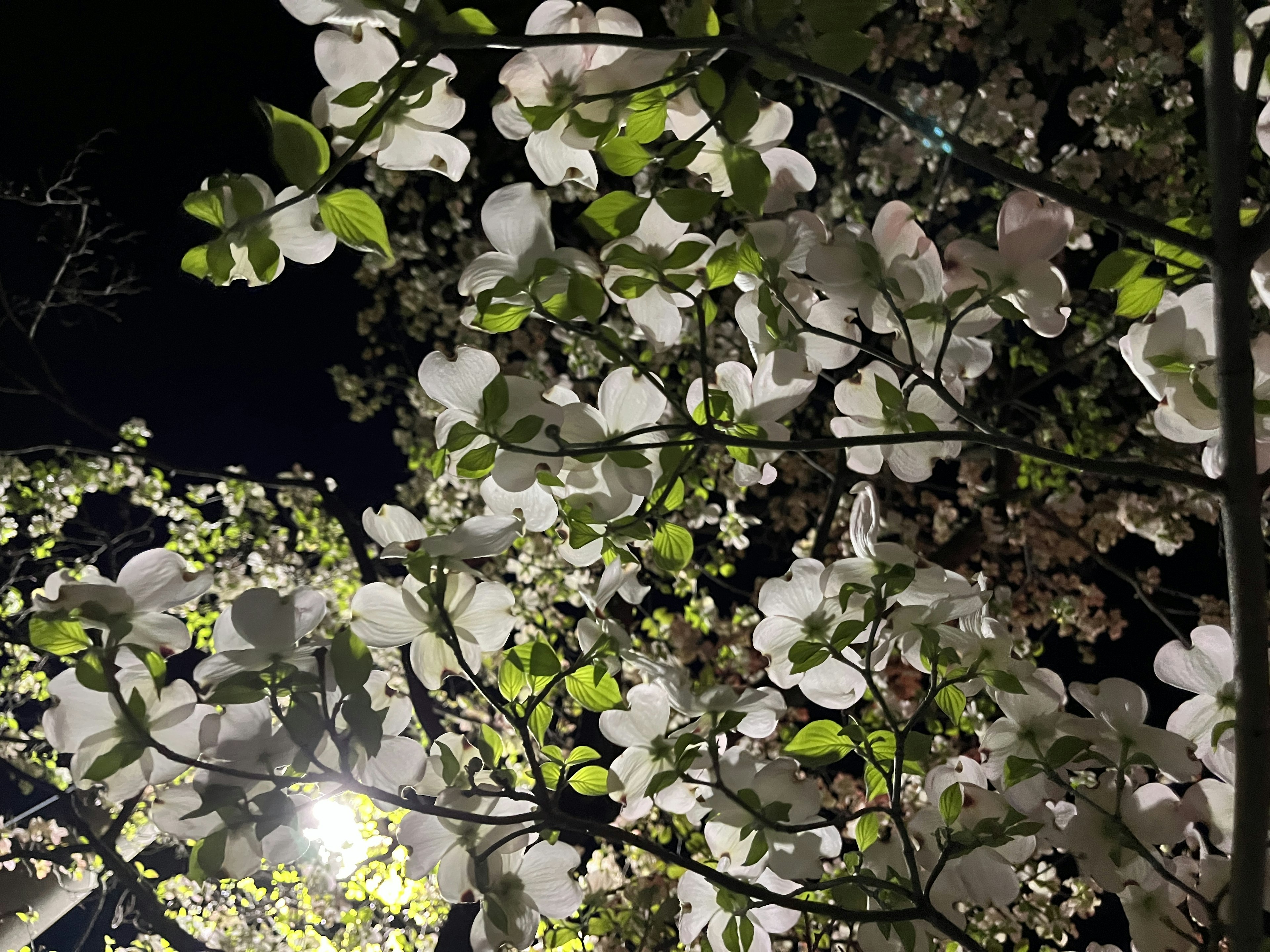 夜の白い花と緑の葉が美しい風景