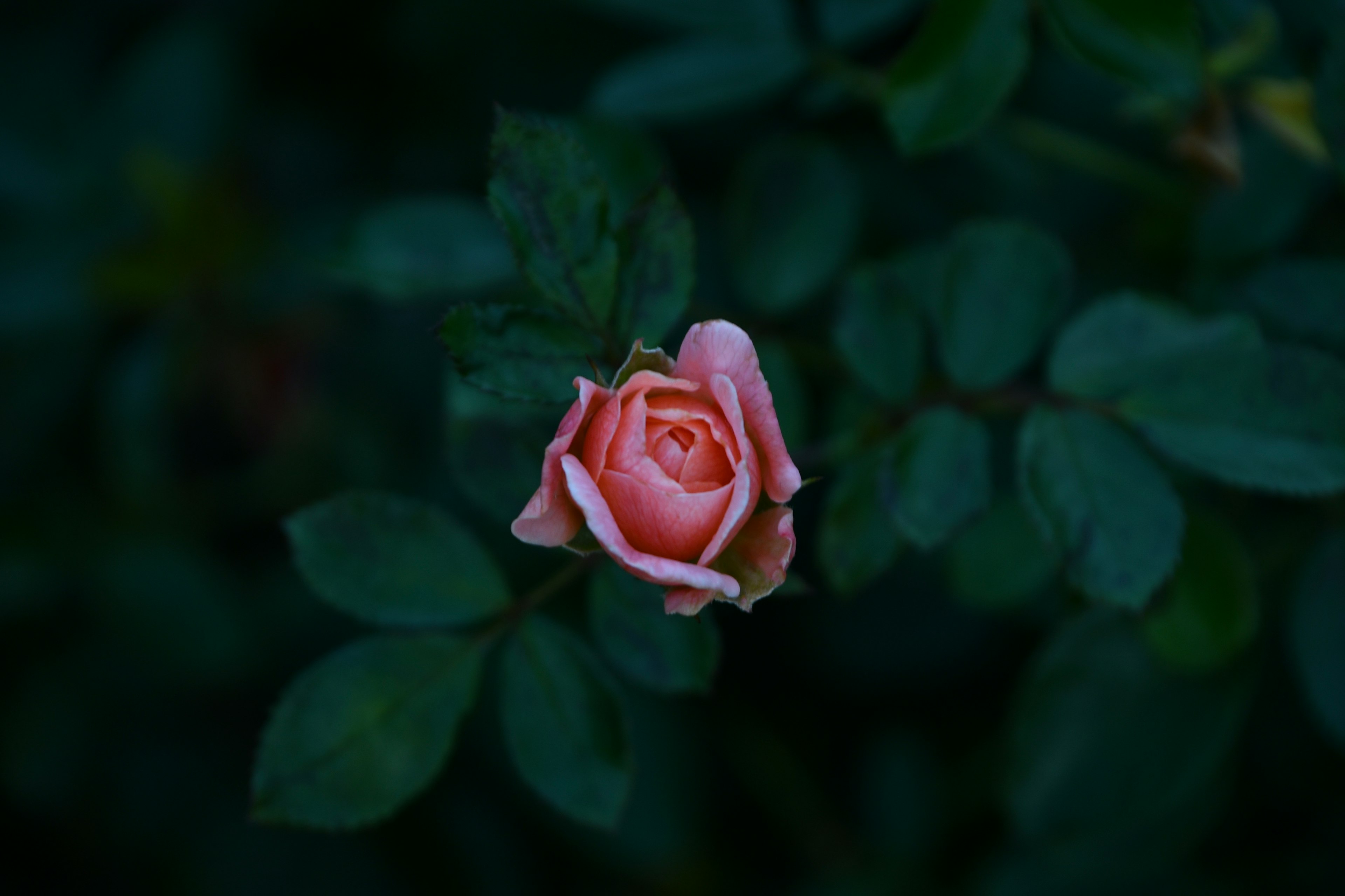 A light pink rose surrounded by green leaves