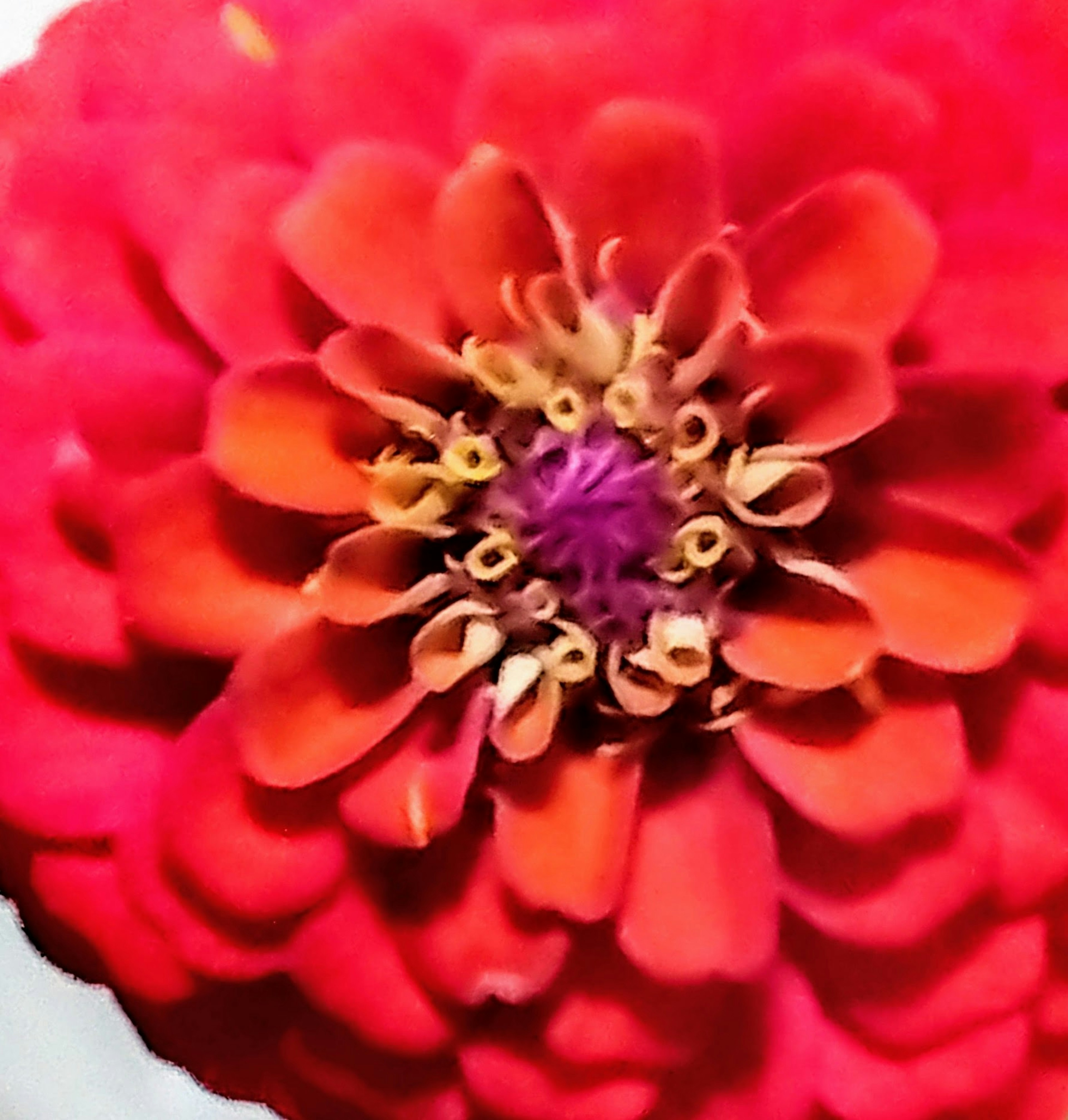 Gros plan d'une fleur de zinnia rouge vif avec un centre violet