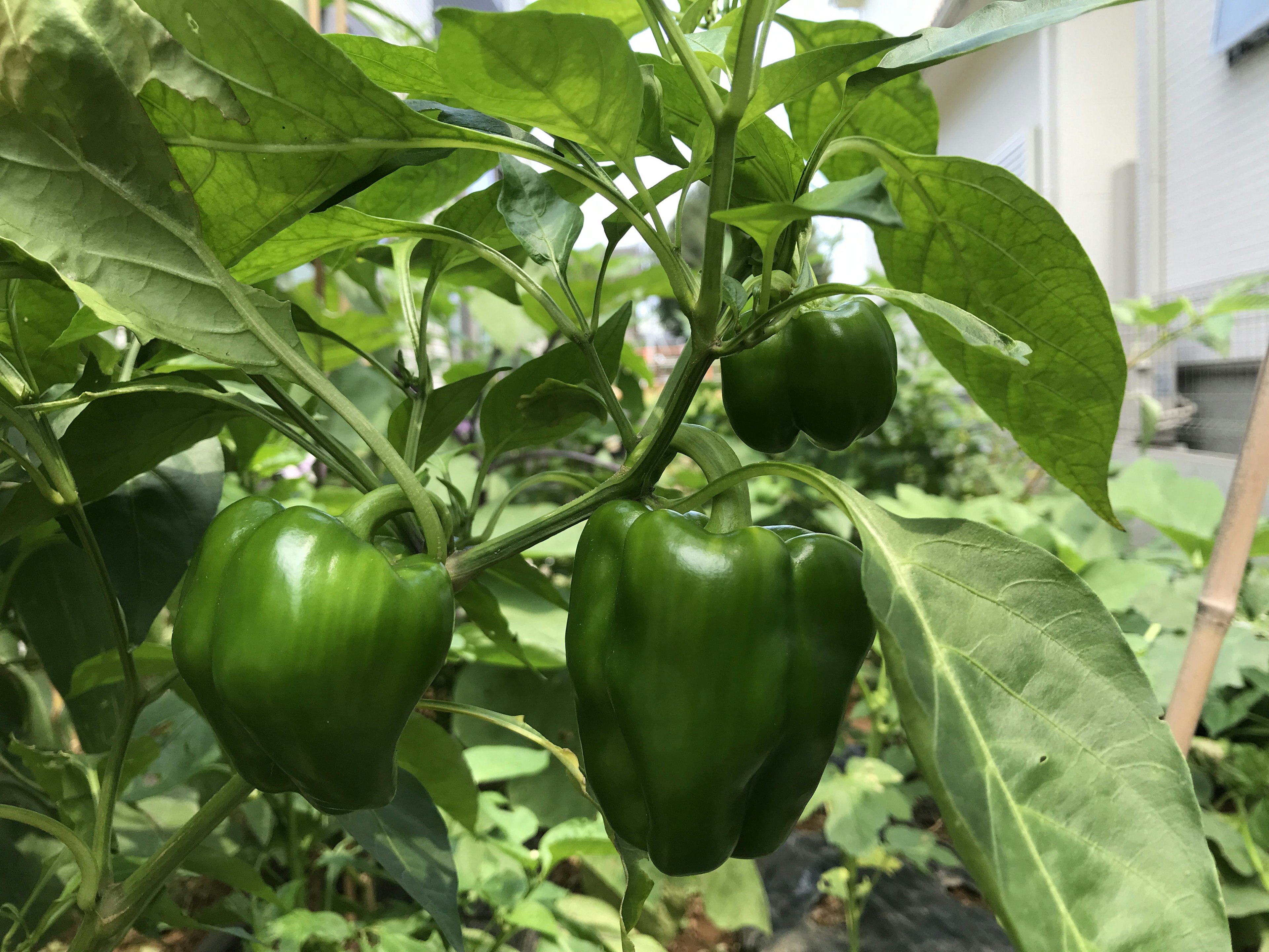 Green bell peppers growing among lush green leaves