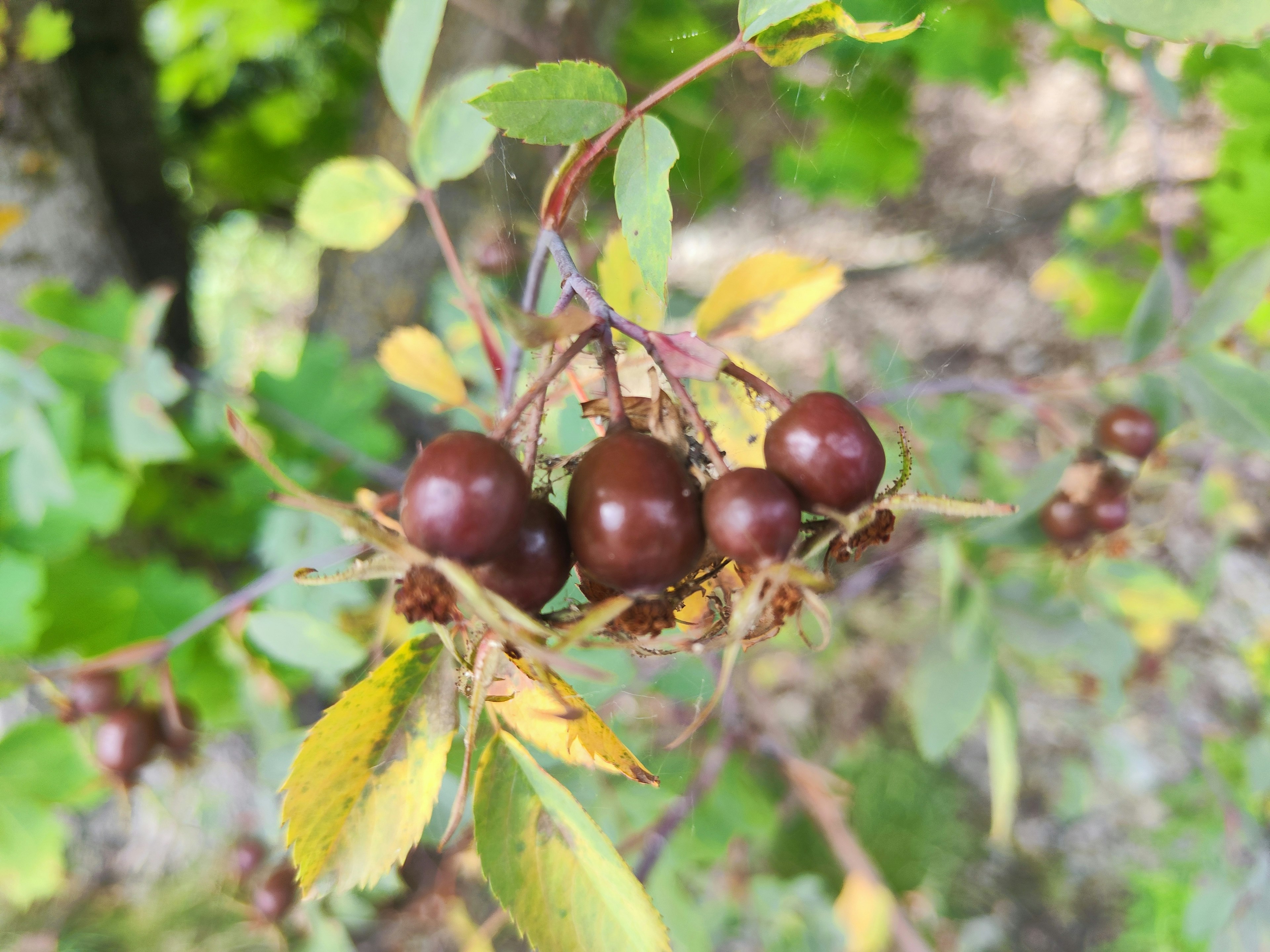 Branch with reddish-brown fruits and green leaves