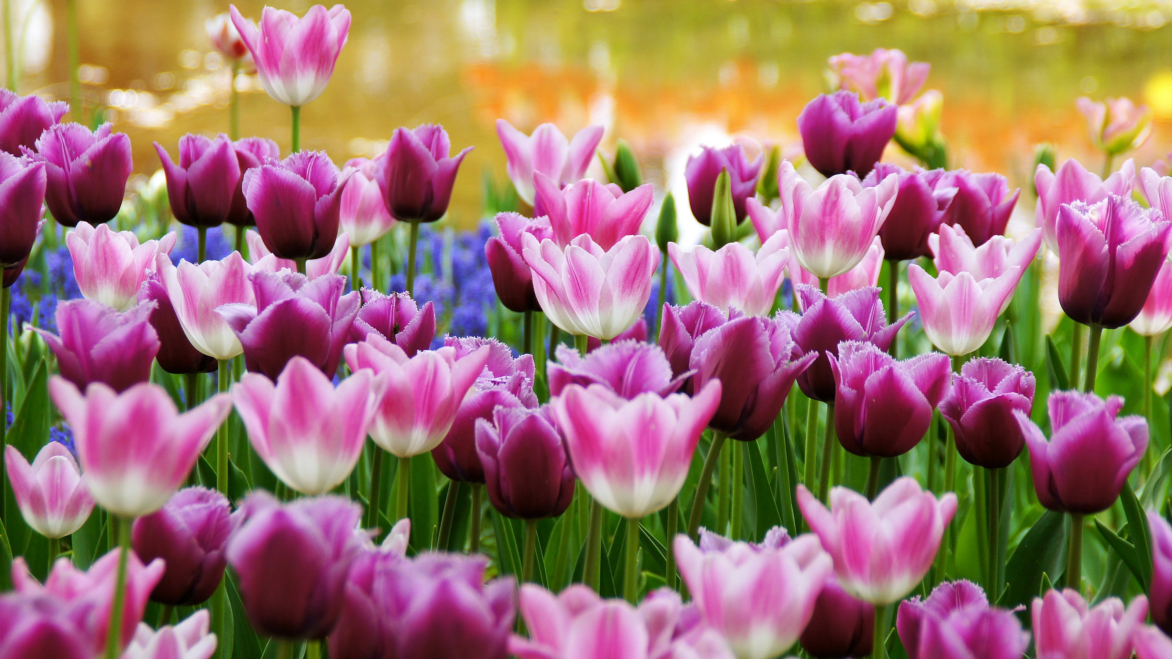 Eine lebendige Darstellung von rosa und lila Tulpen, die in einem Garten blühen