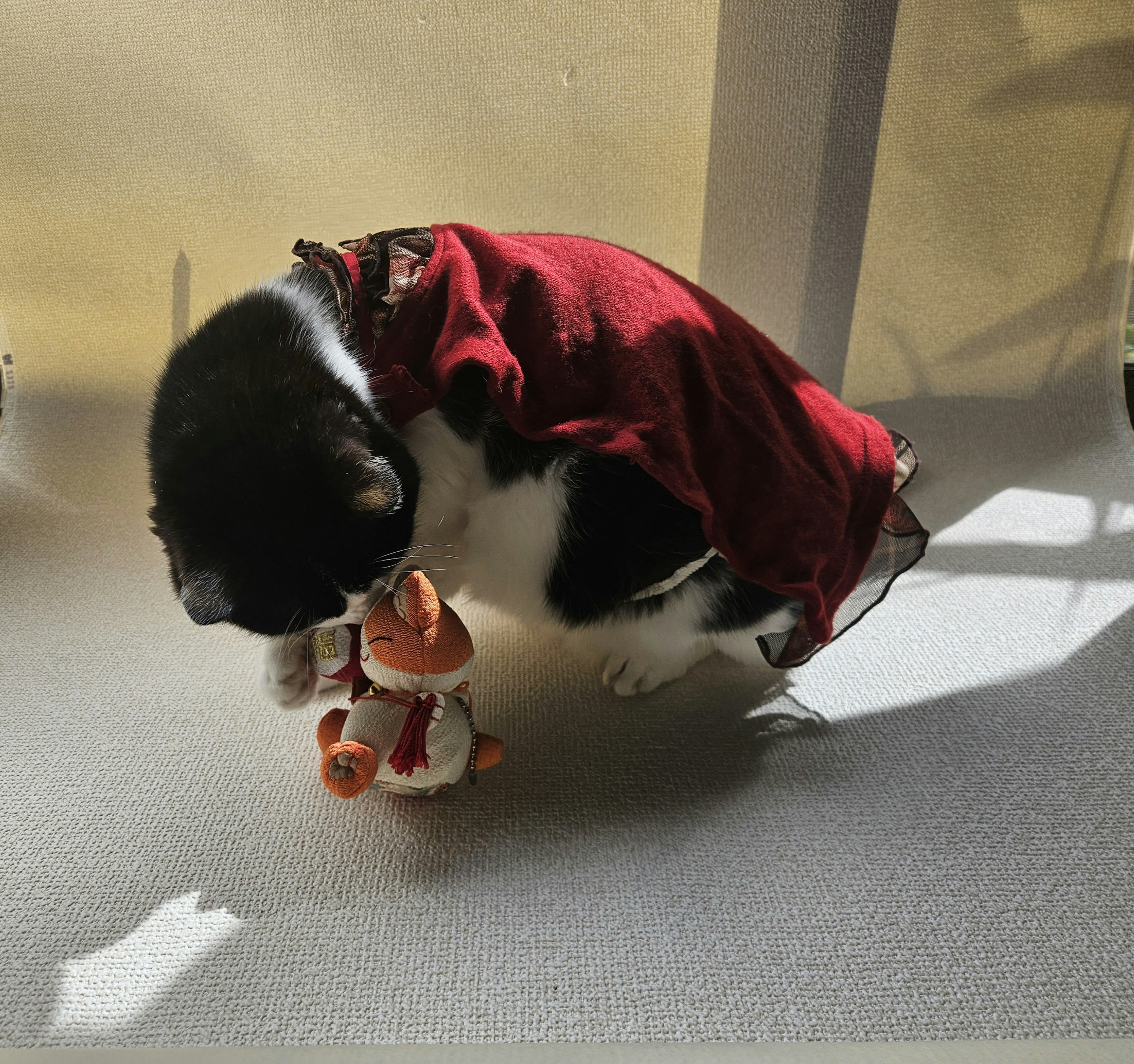 Chat noir et blanc portant une robe rouge tenant un jouet