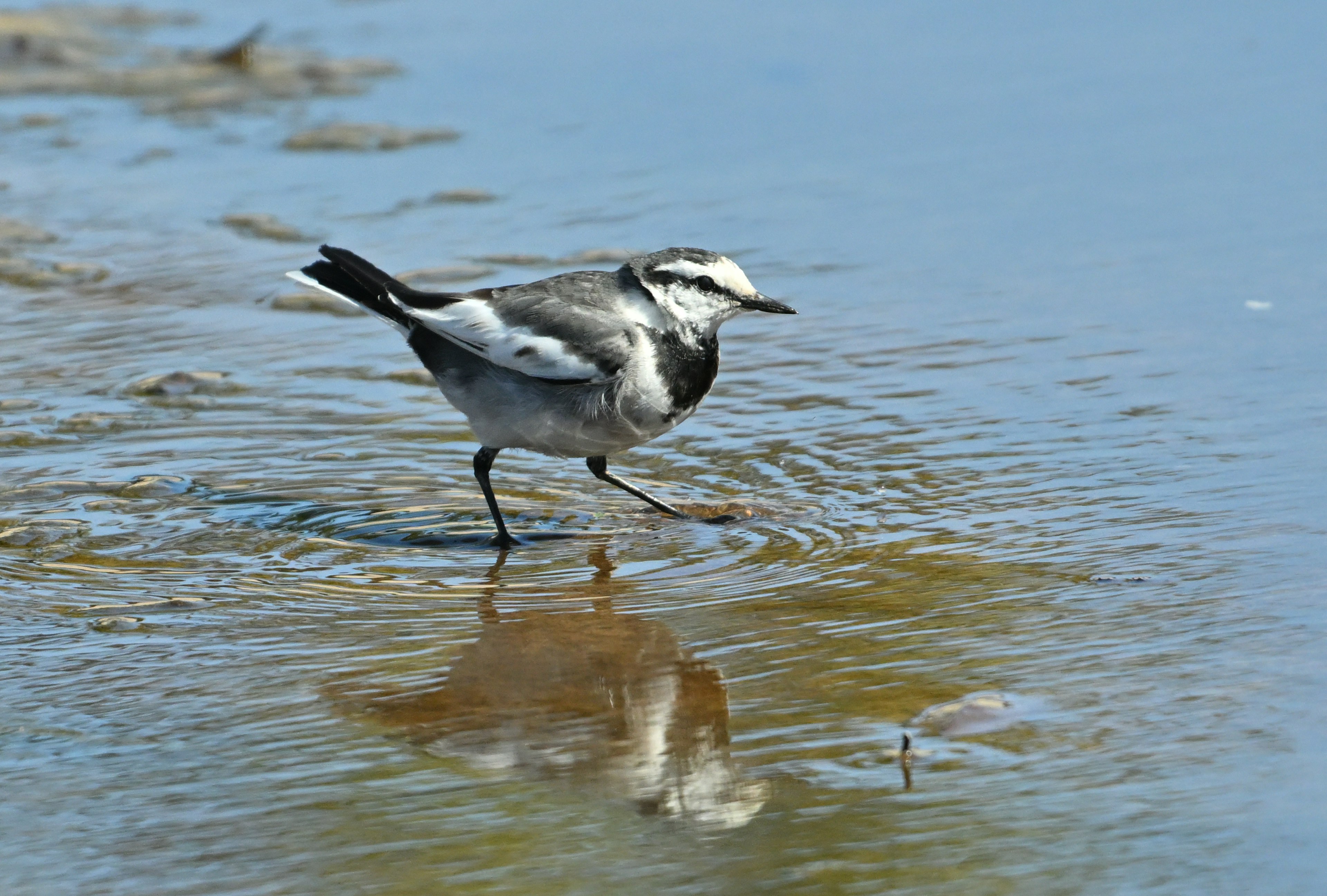 Un oiseau noir et blanc marchant près de l'eau