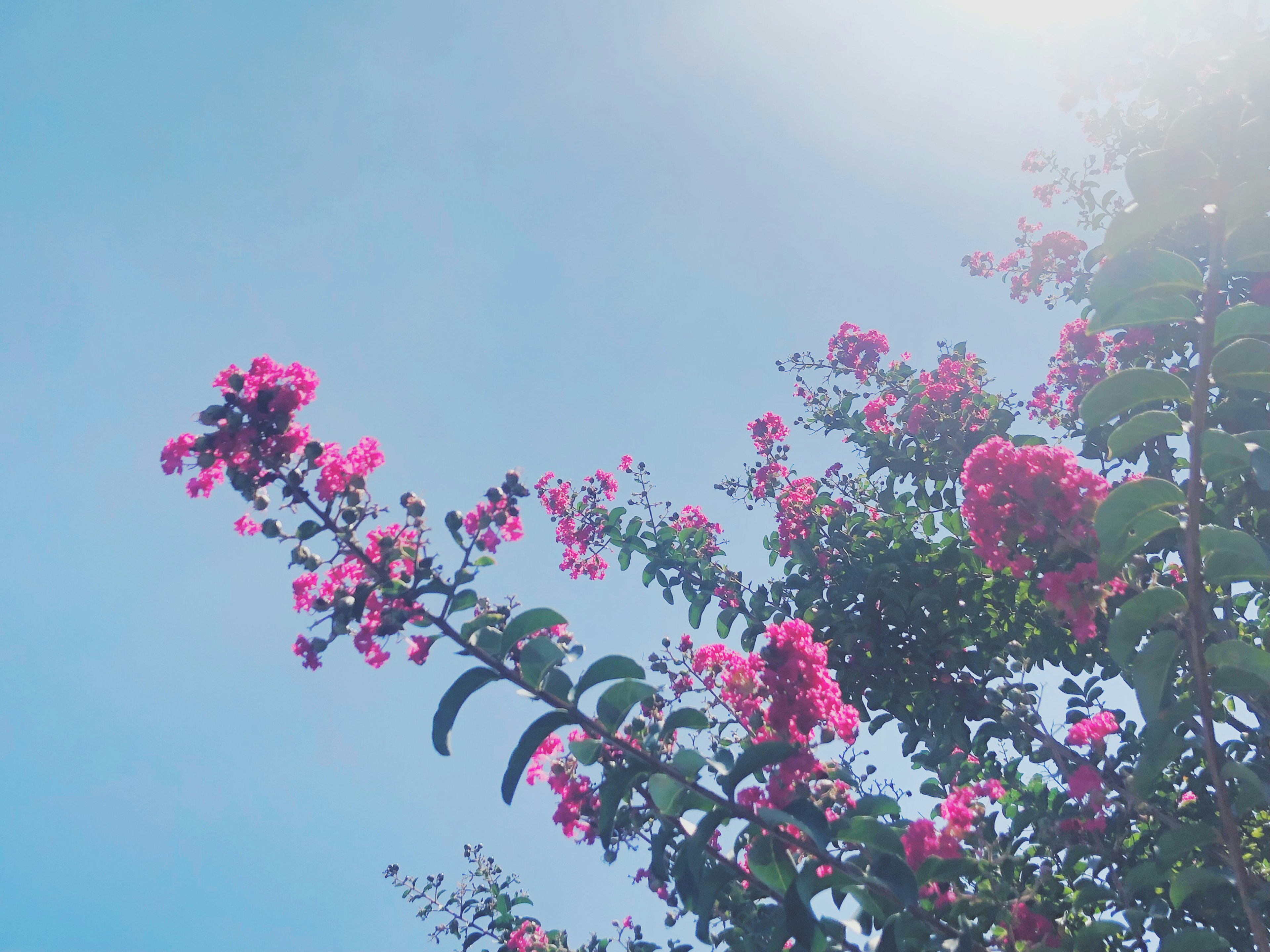 Vibrant pink flowers blooming against a blue sky