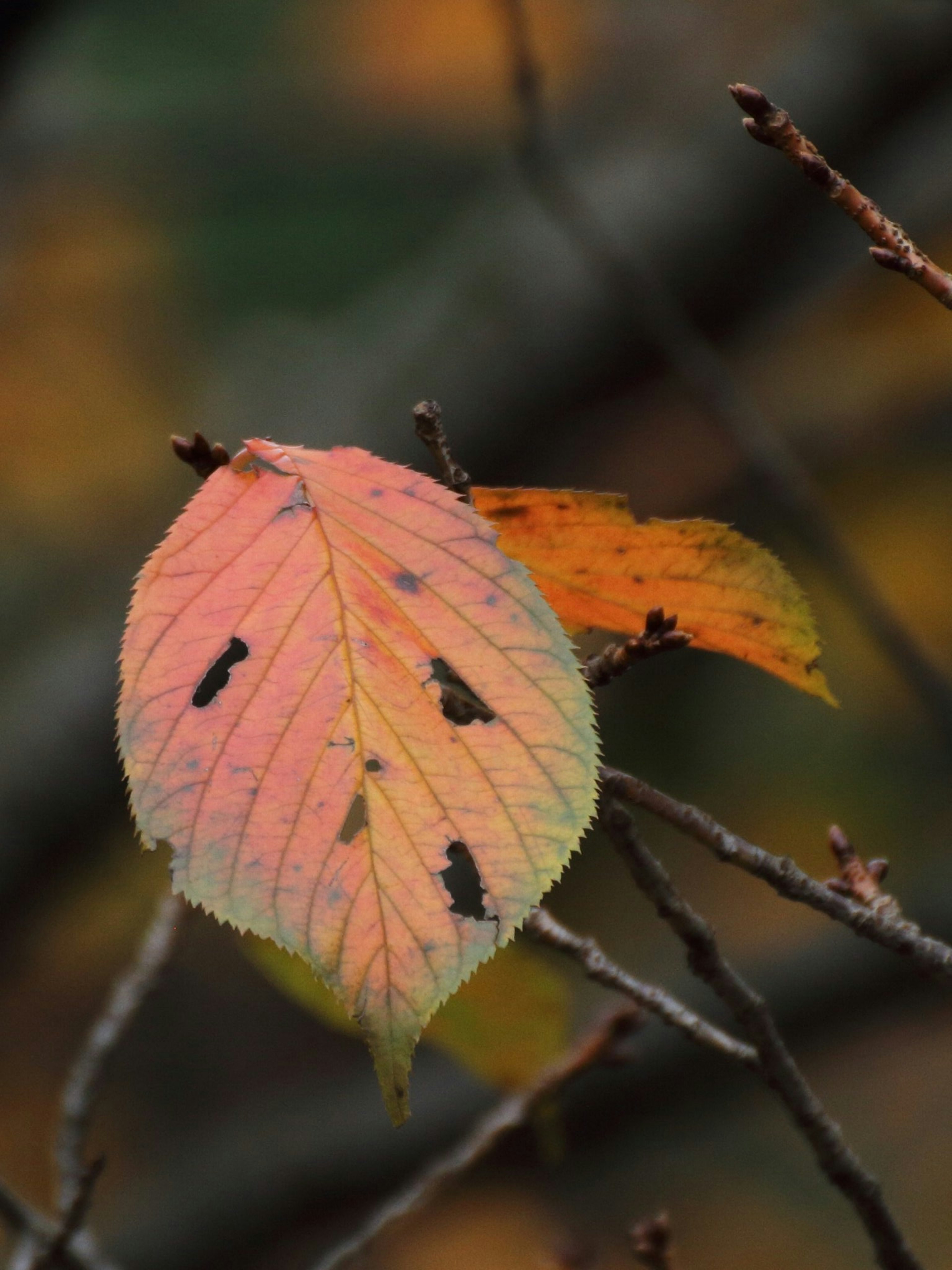 Primer plano de hojas de otoño en tonos naranja y rosa con manchas negras