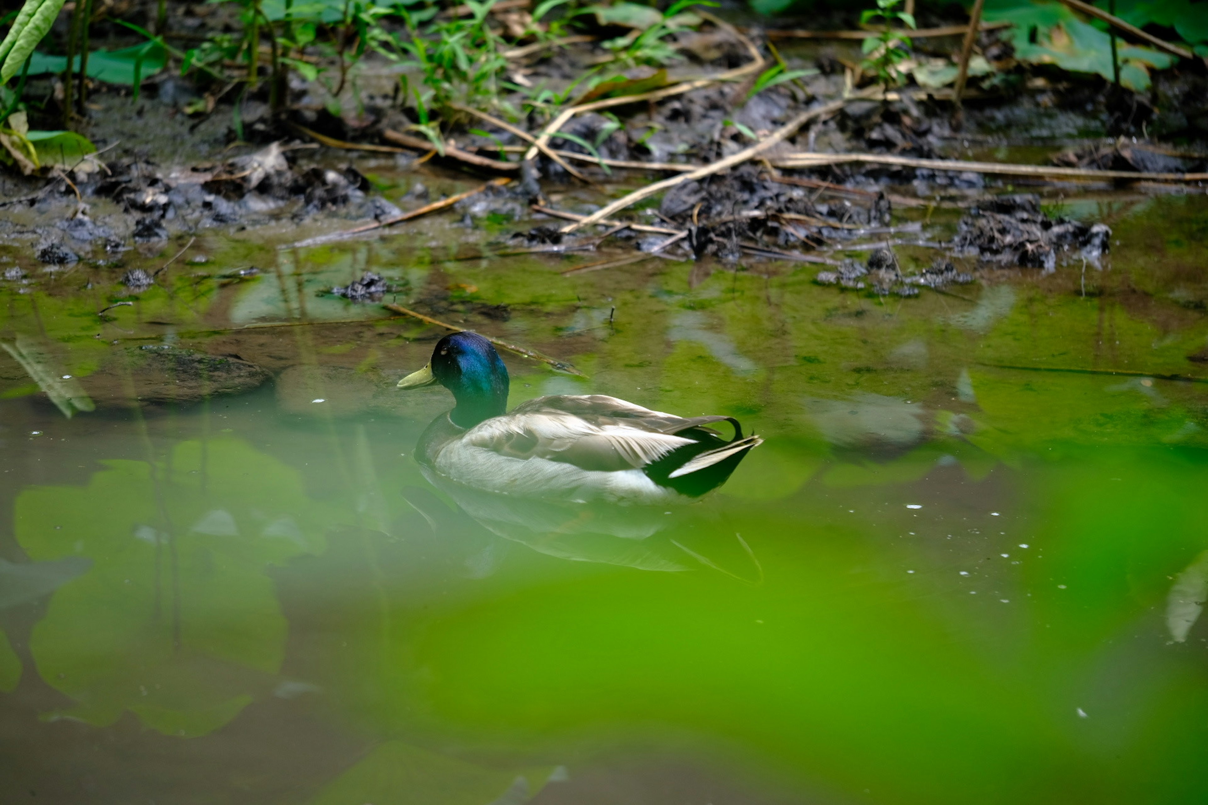 Male mallard floating in water with green head and white chest