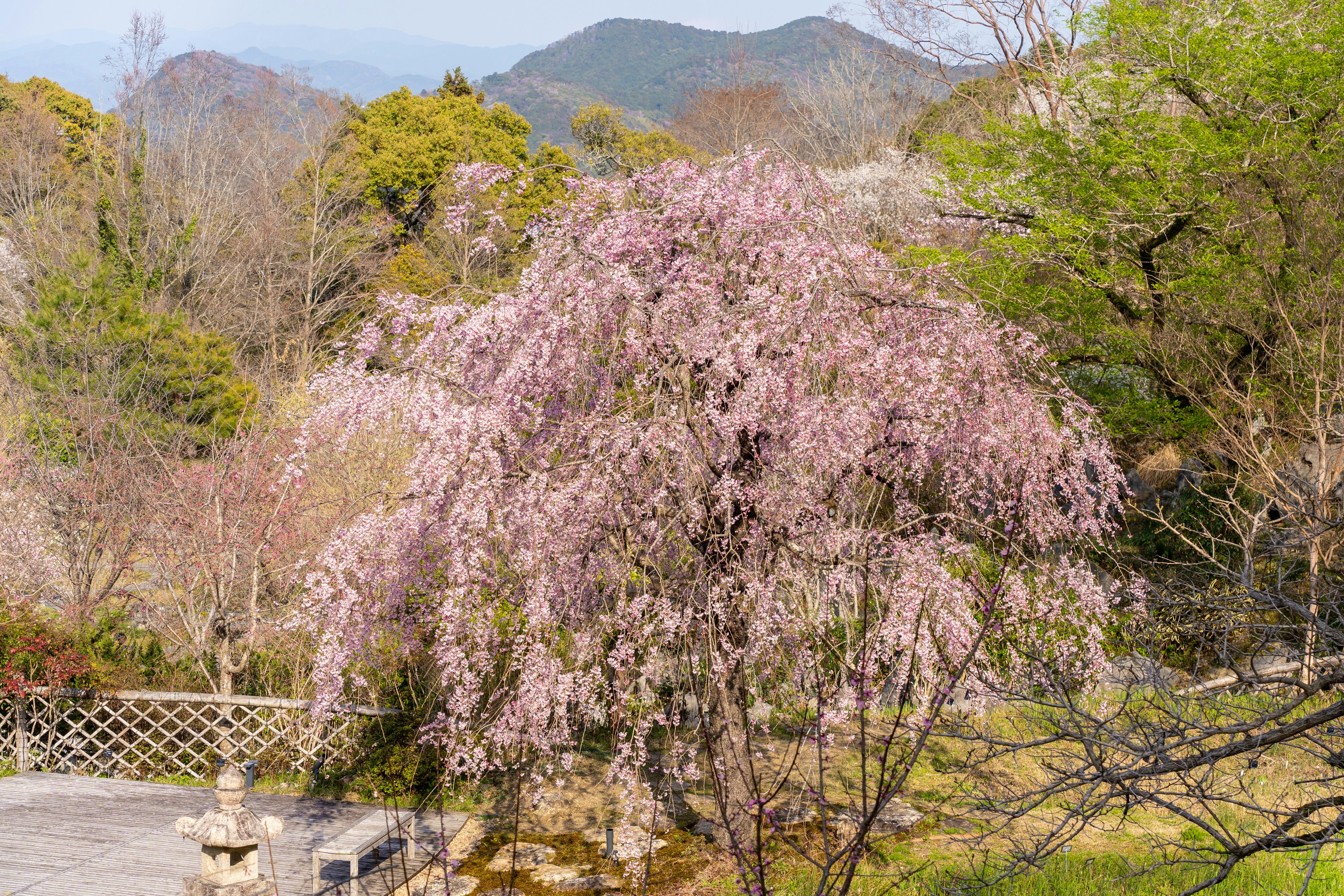 美しいピンクの桜の木と山々の風景