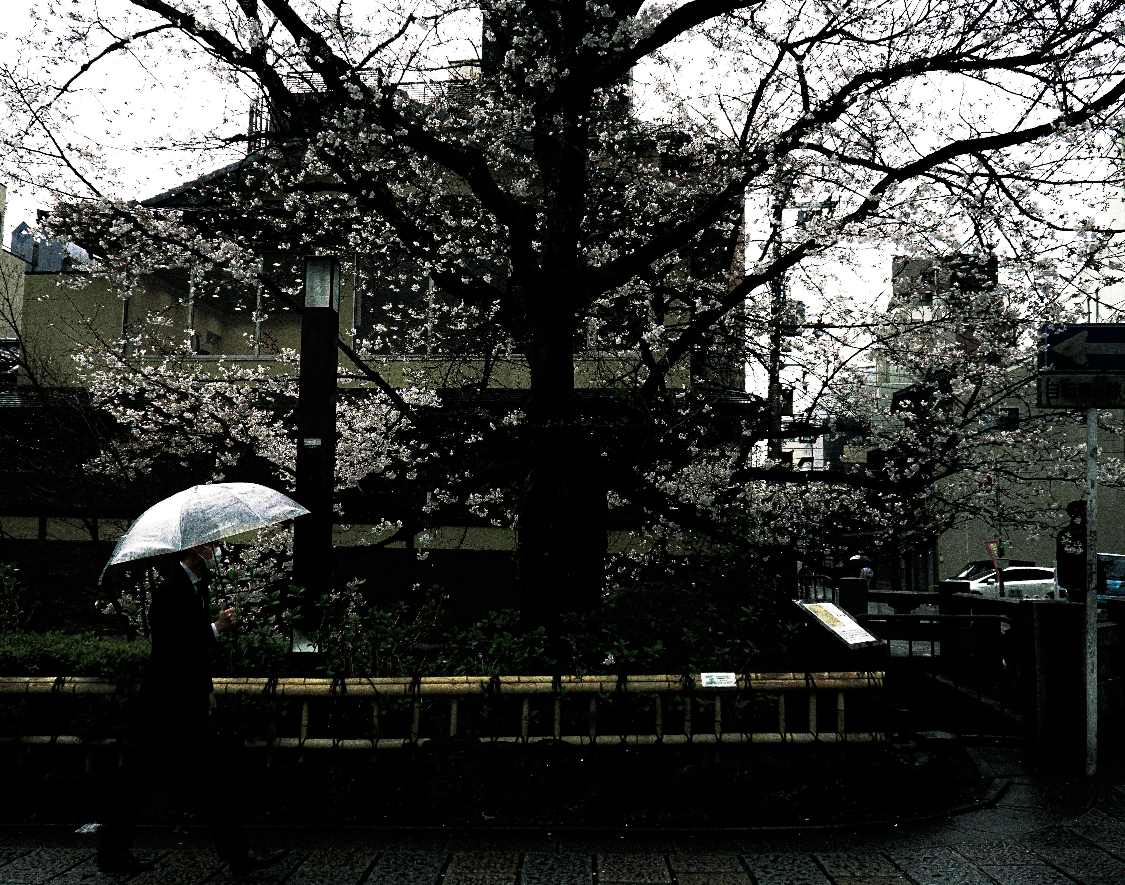 Urban scene with cherry blossom tree and person holding an umbrella