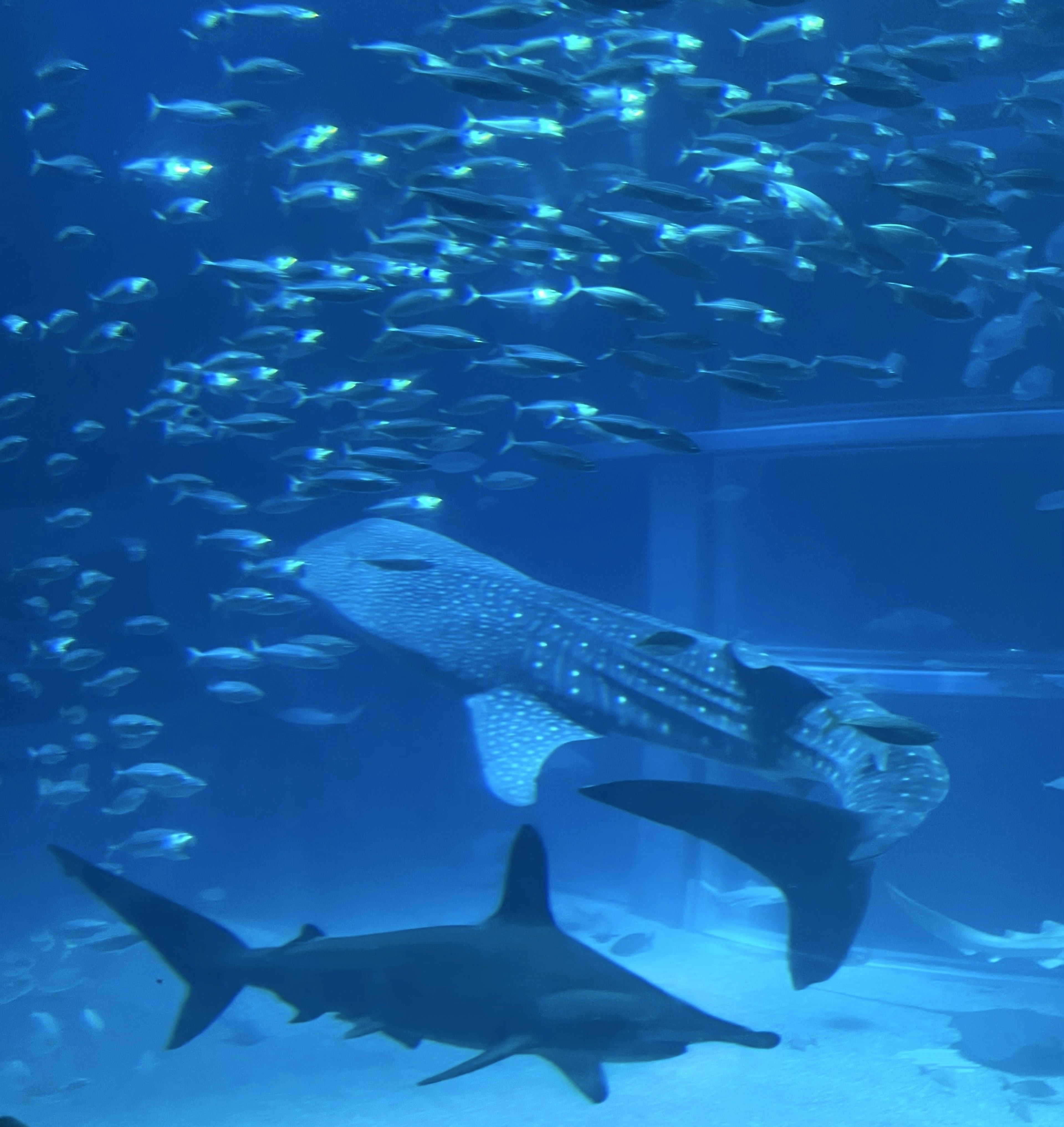 Tiburón ballena y tiburones martillo nadando en el agua azul del acuario