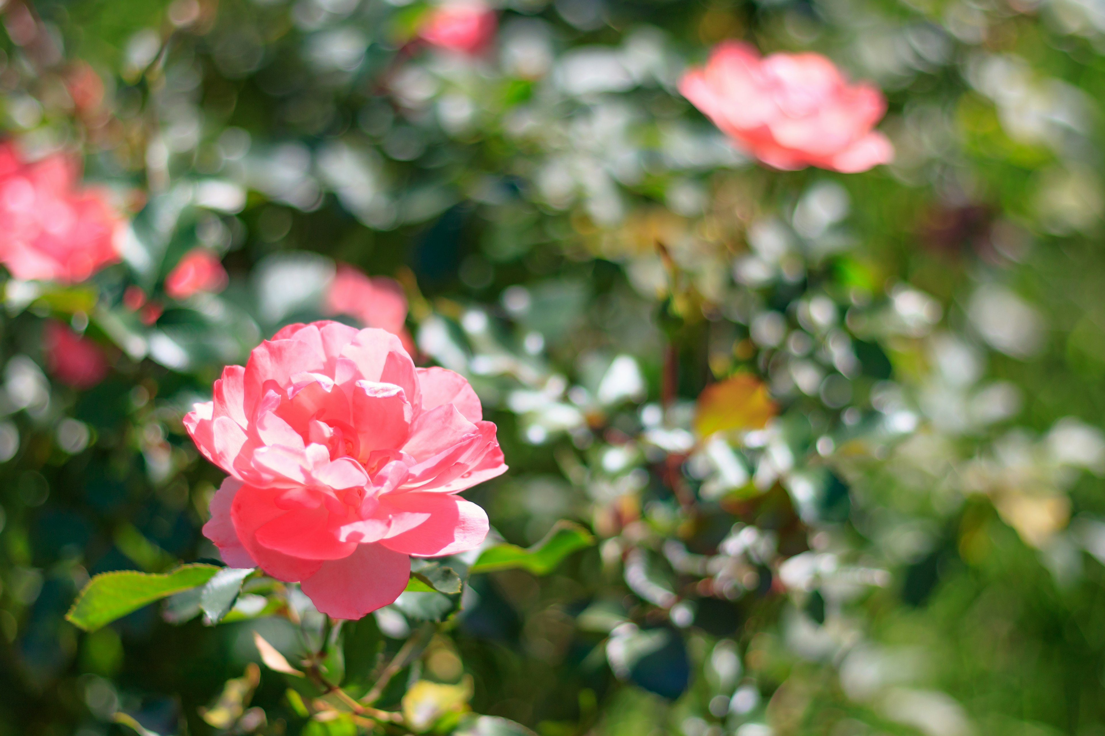 Acercamiento de una rosa rosa vibrante en un entorno de jardín exuberante