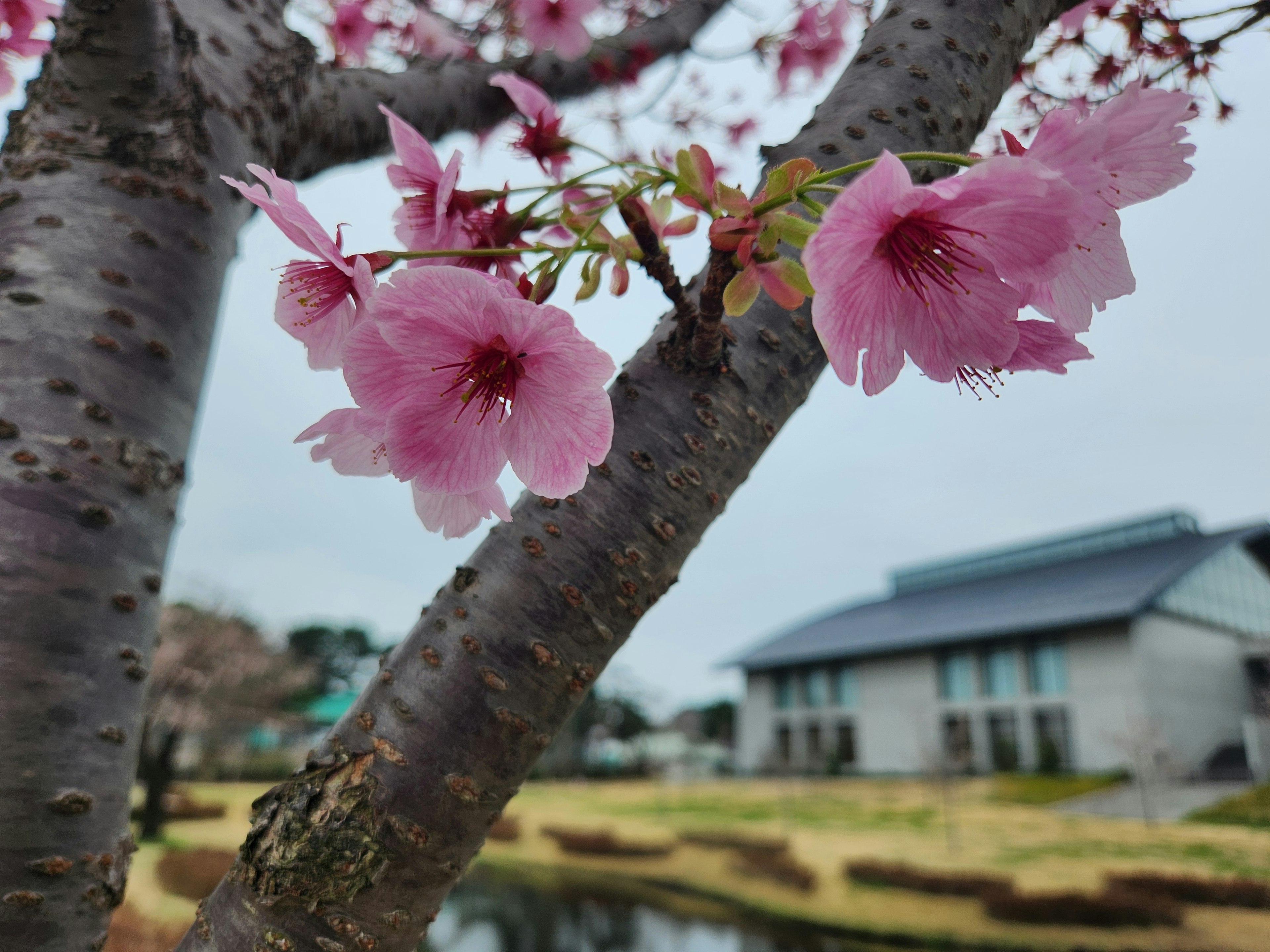 Cherry blossoms blooming on a tree with a house in the background