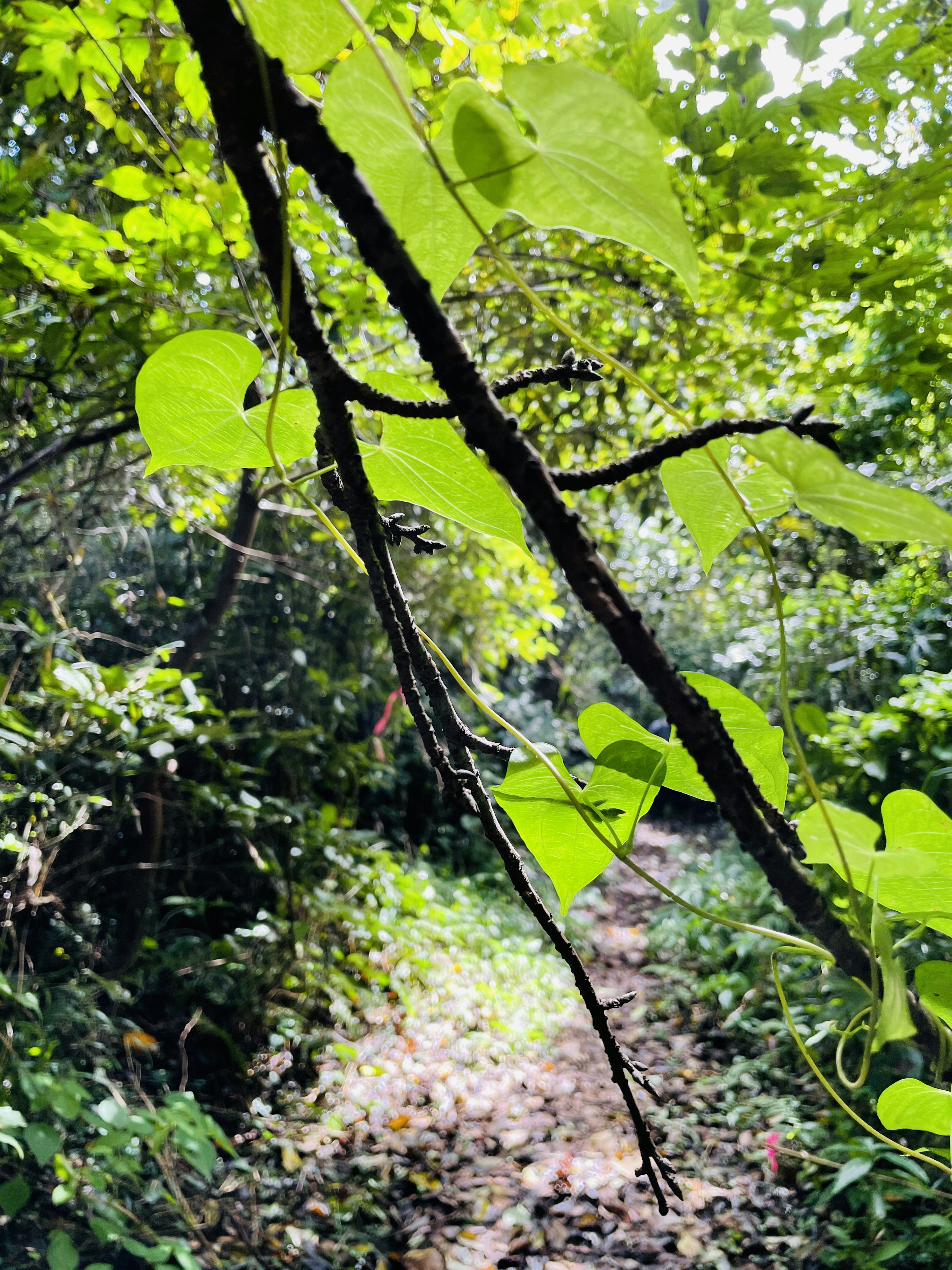 Scène forestière avec des feuilles vertes et un chemin étroit