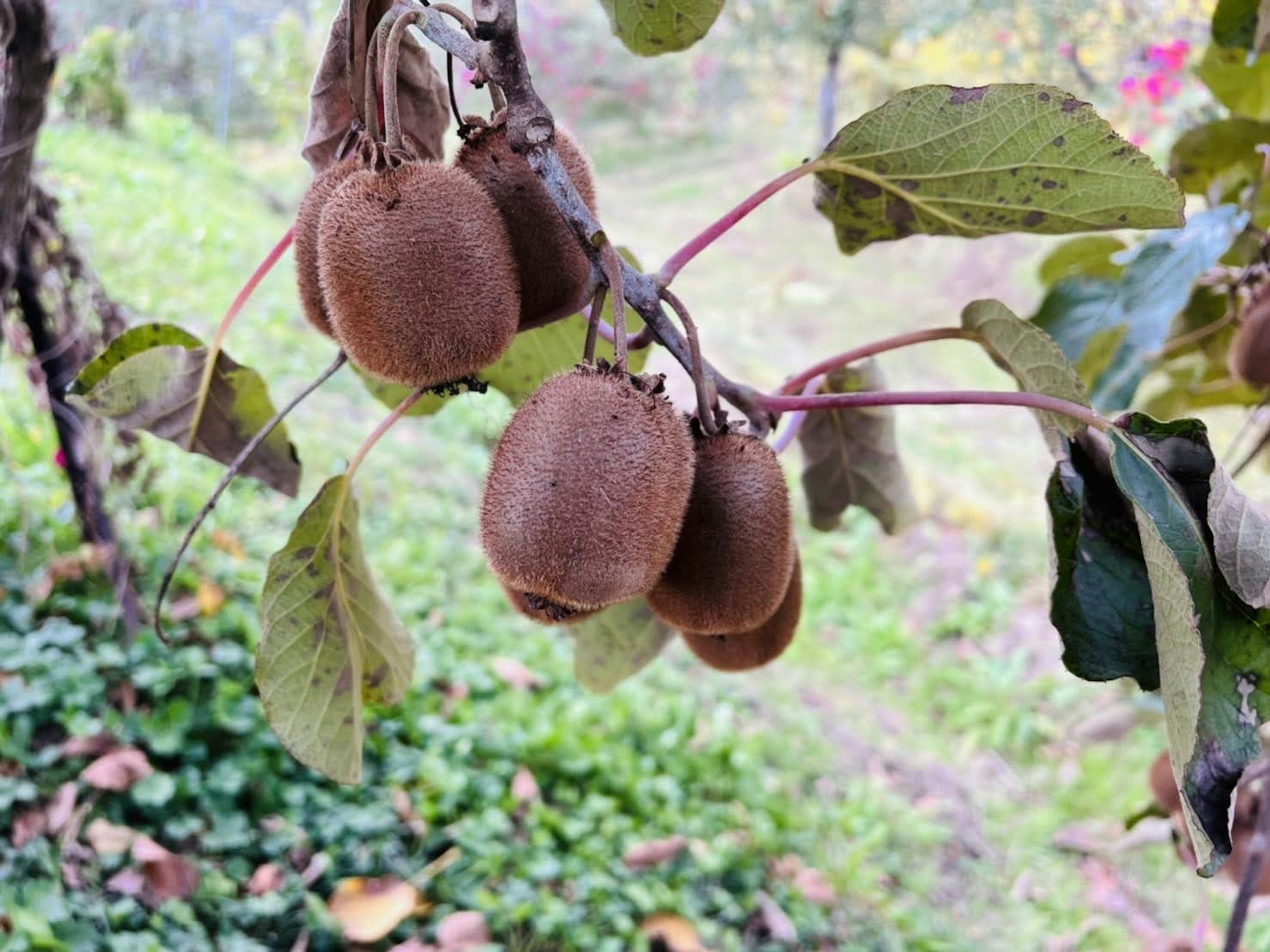 Buah kiwi tergantung di antara daun hijau di sebuah cabang