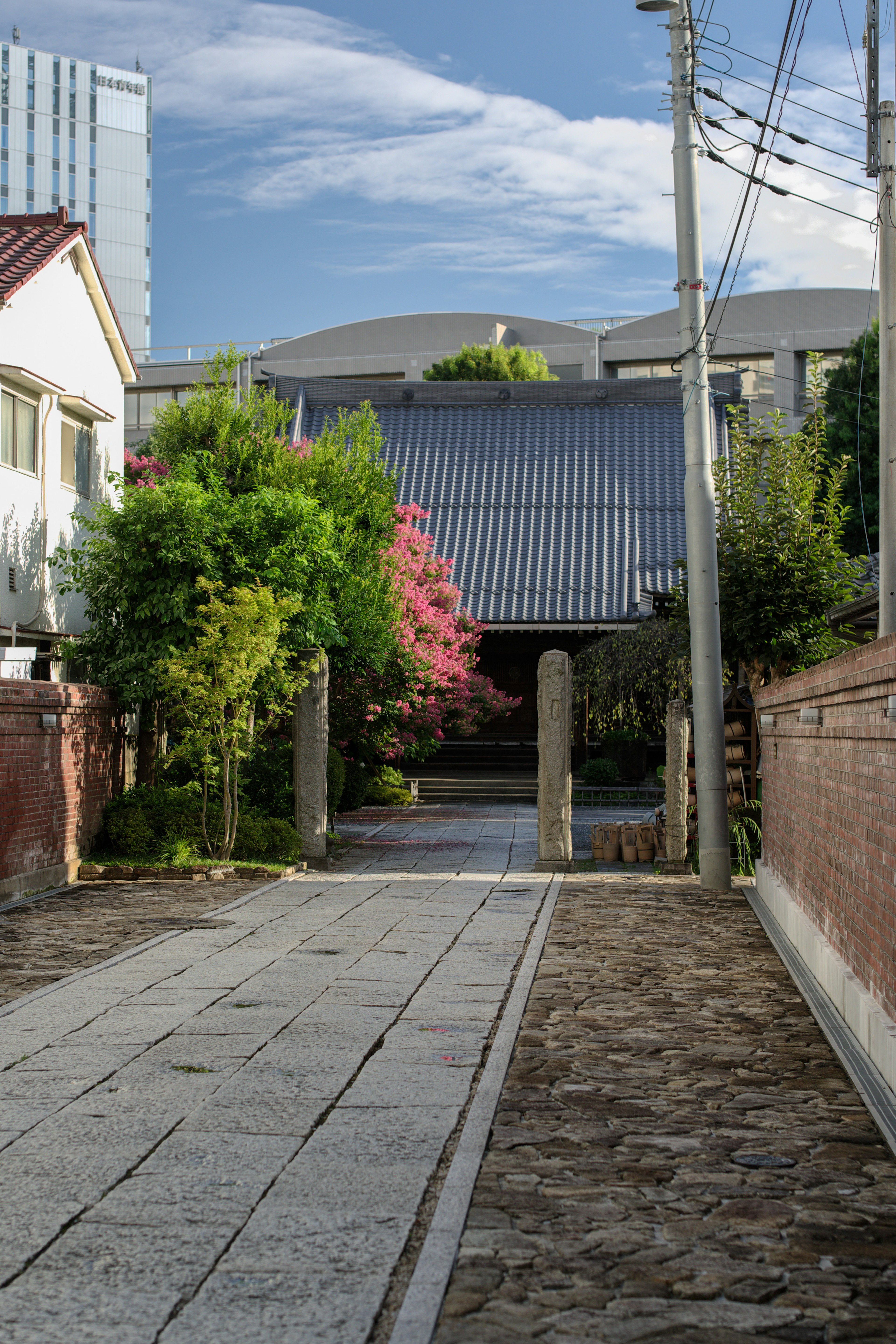 緑と桜の木が並ぶ静かな小道の風景