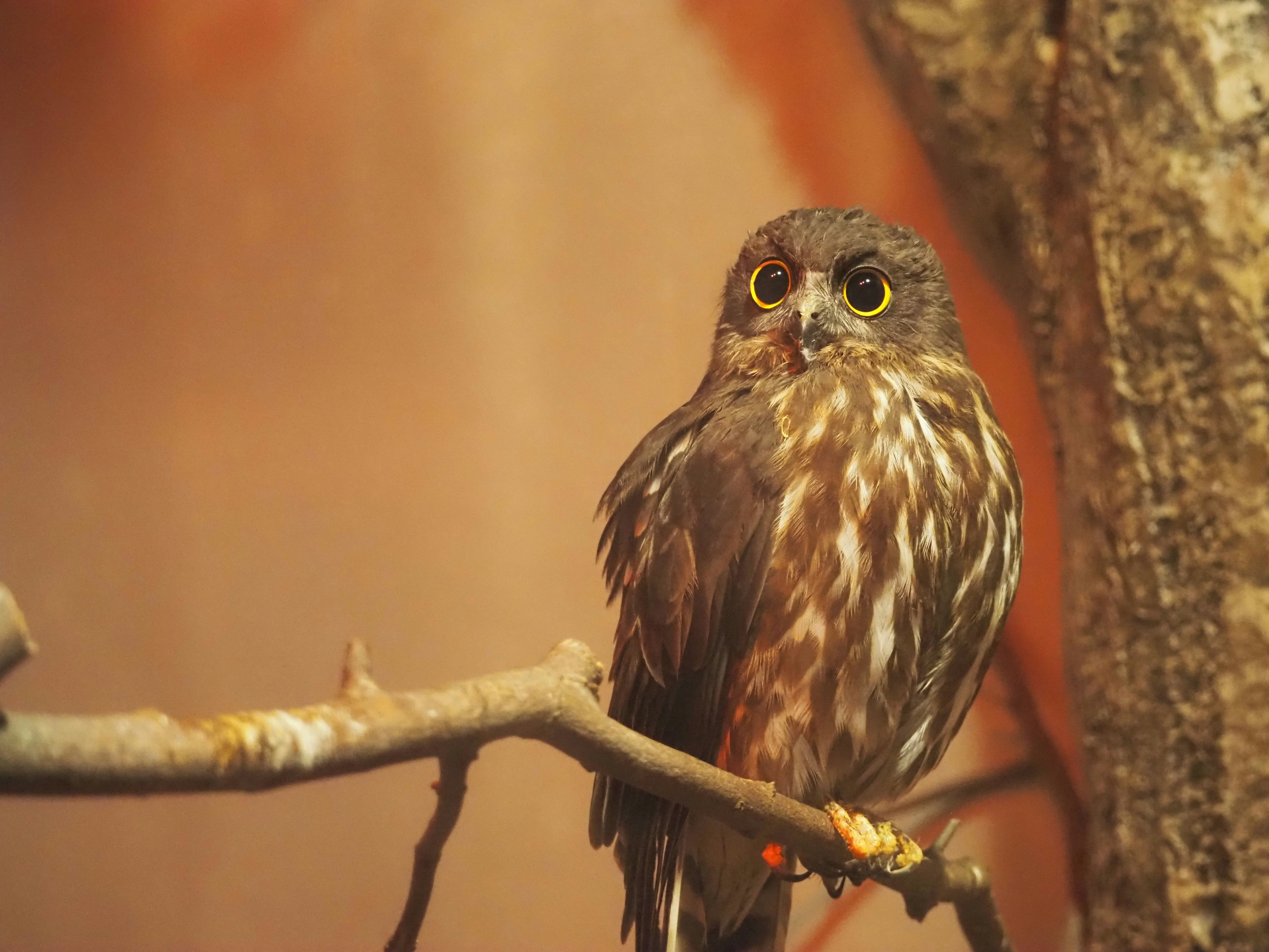 A small owl perched on a branch with striking yellow eyes