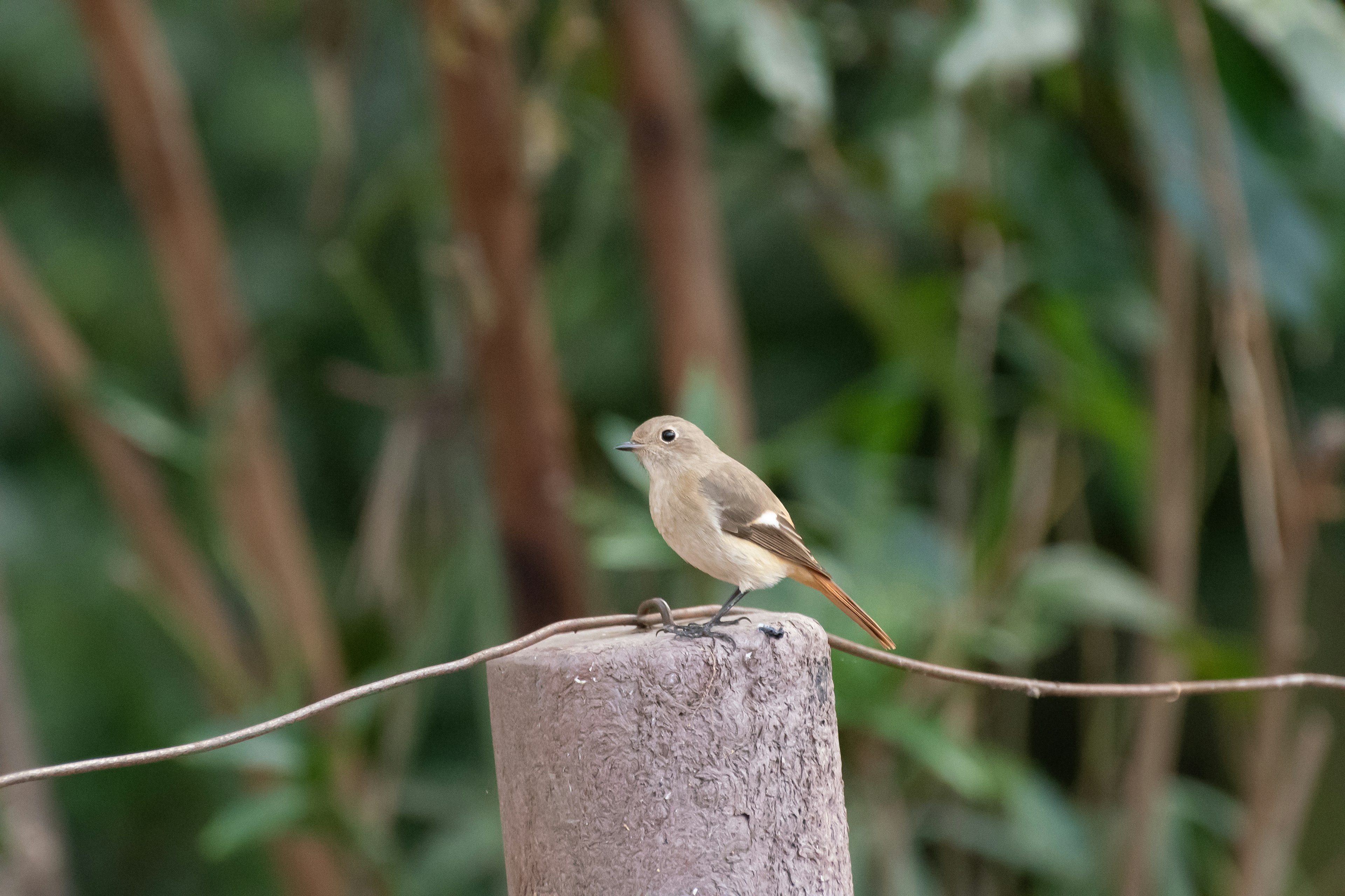 Seekor burung kecil bertengger di tiang kayu dengan latar belakang hijau yang kabur