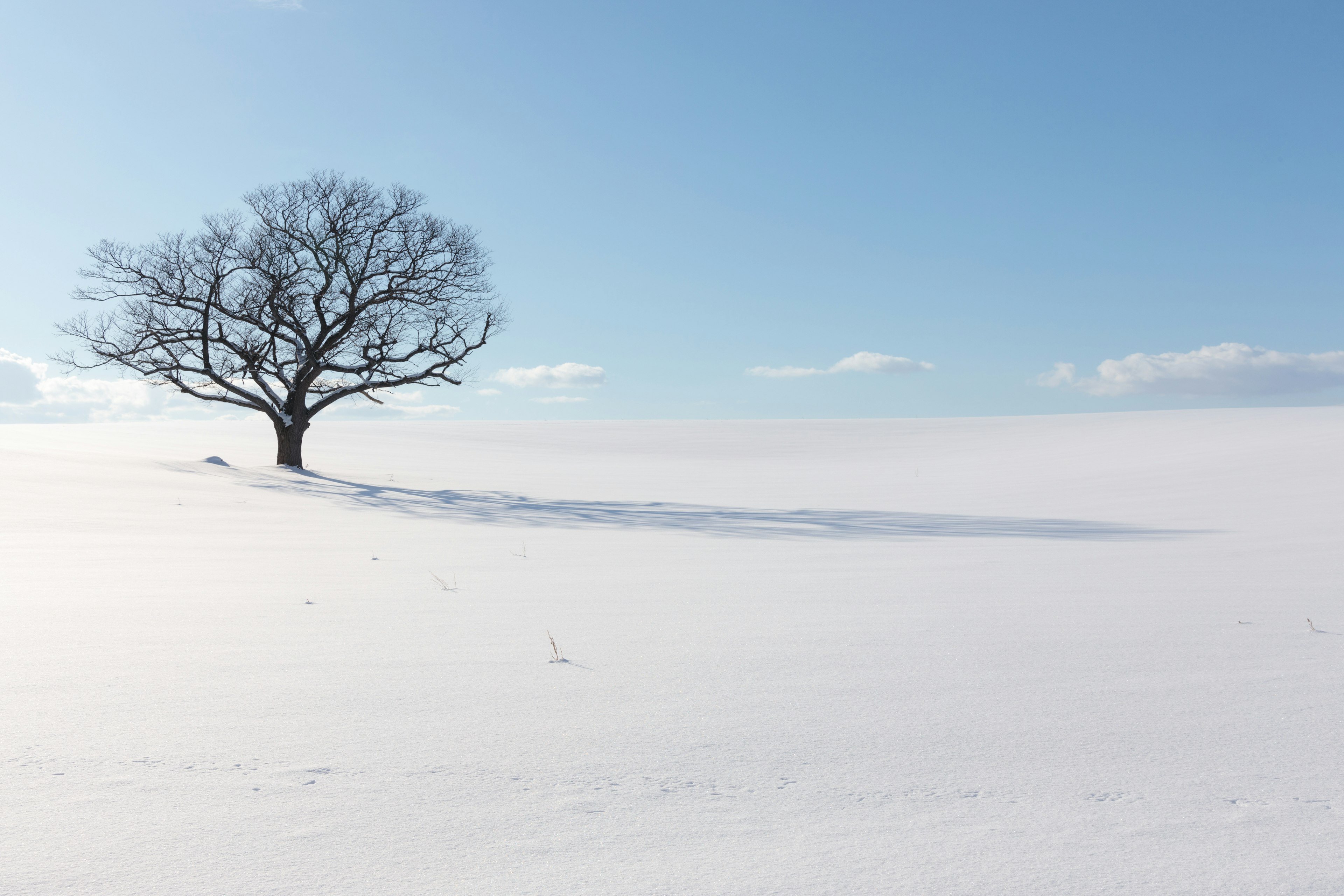 雪に覆われた広大な風景の中に立つ一本の木