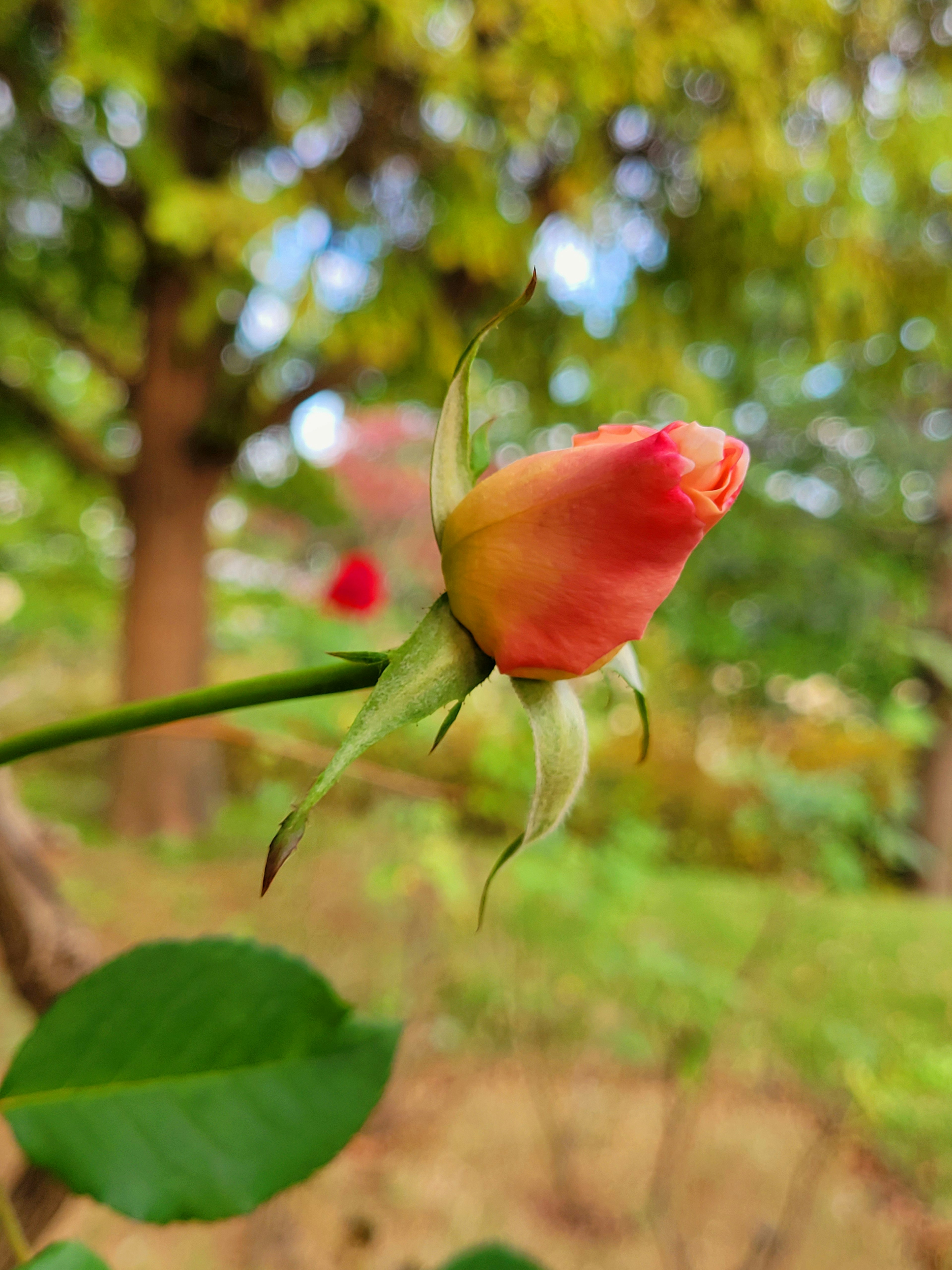 Gambar close-up dari tunas mawar dengan nuansa pink di latar belakang hijau