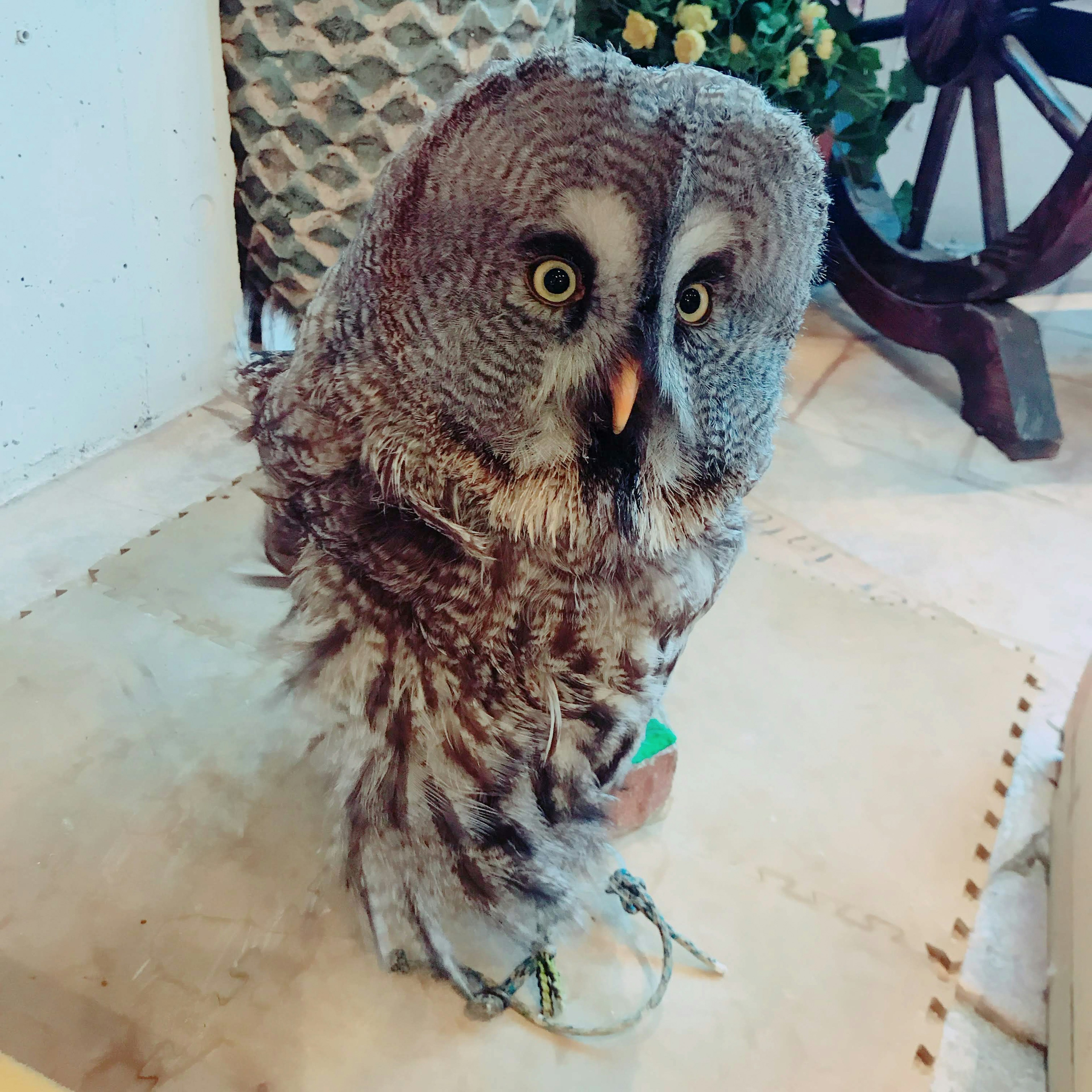 Une figurine de hibou réaliste debout sur une table