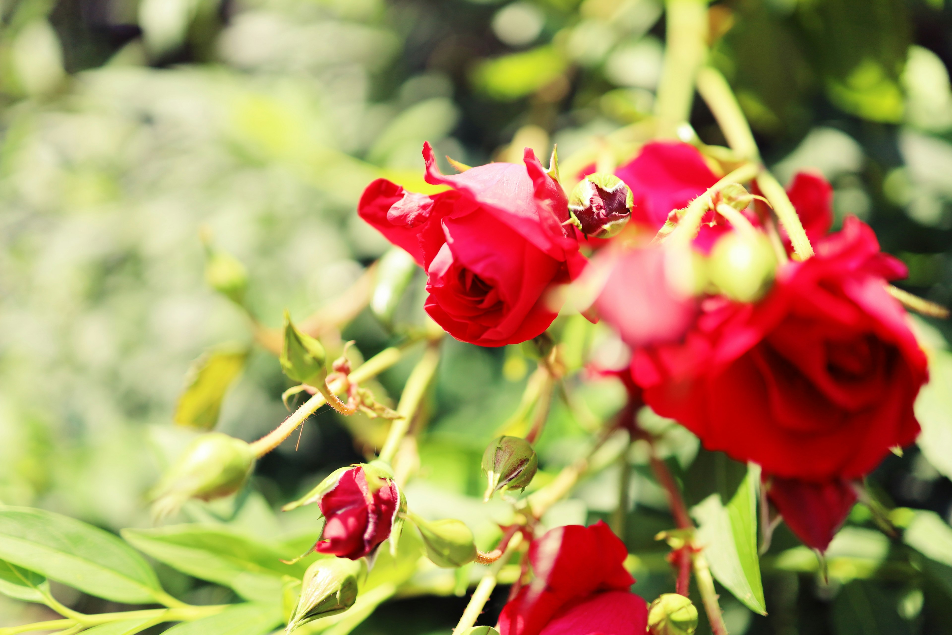 Vibrant red roses blooming among green leaves