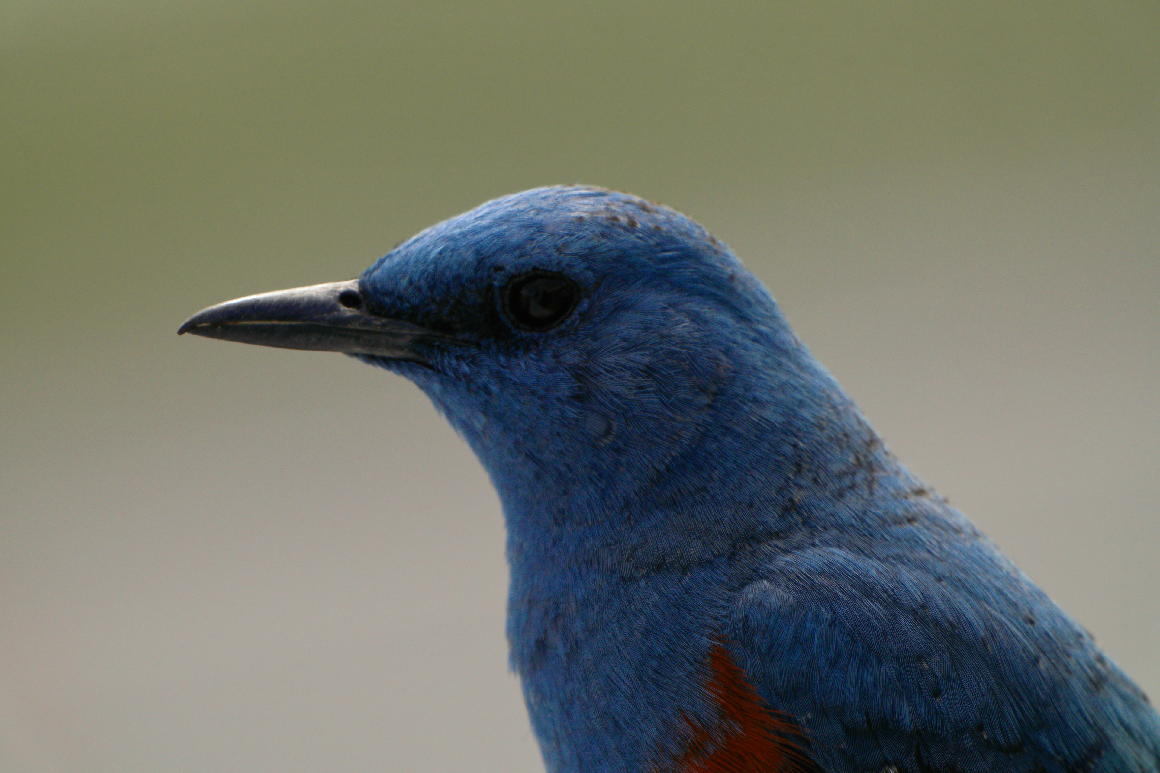 Nahaufnahme eines blauen Vogels mit lebhaften blauen Federn und orangenen Markierungen