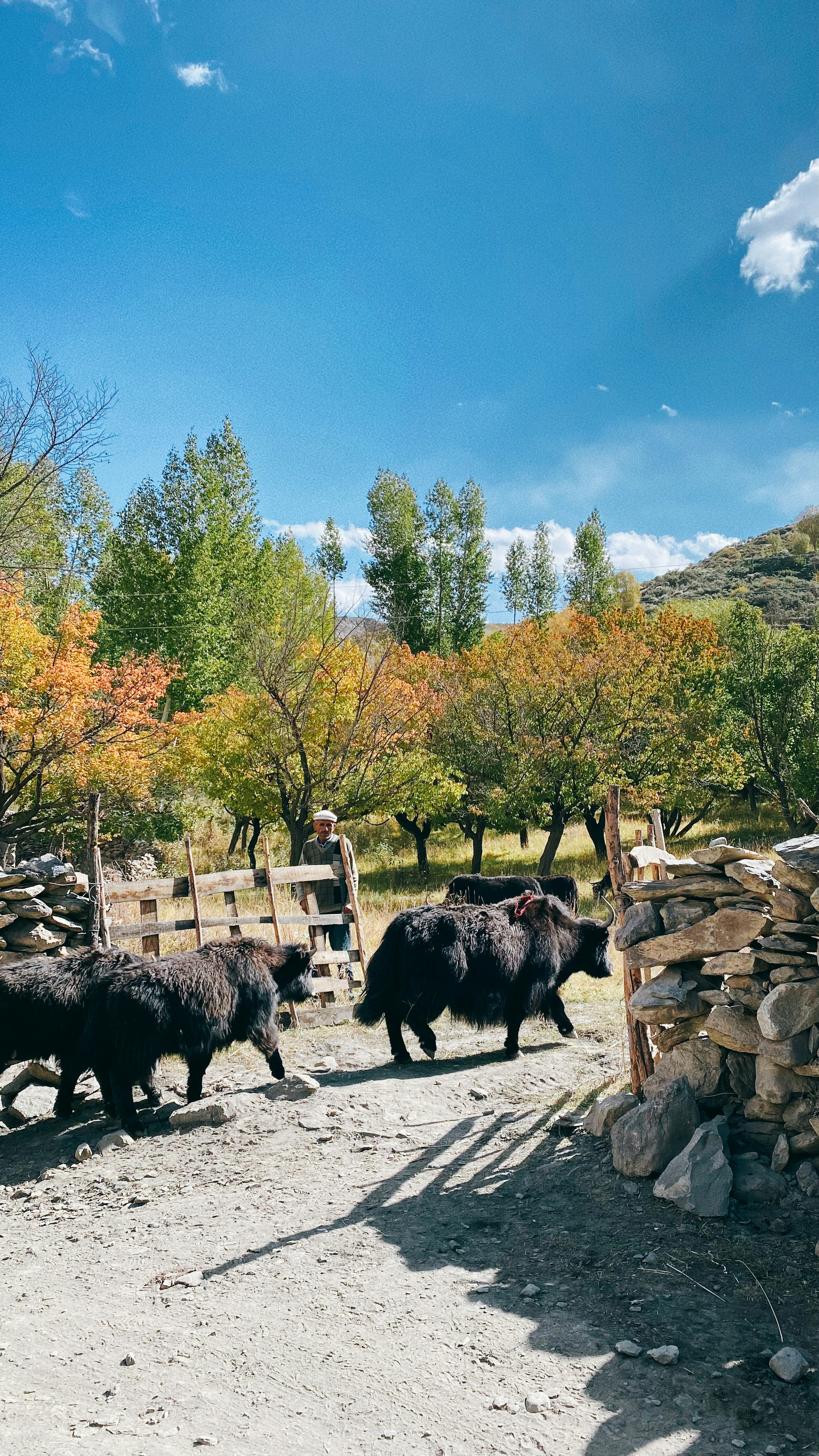 Un branco di yak che cammina attraverso un paesaggio con cielo blu e alberi autunnali