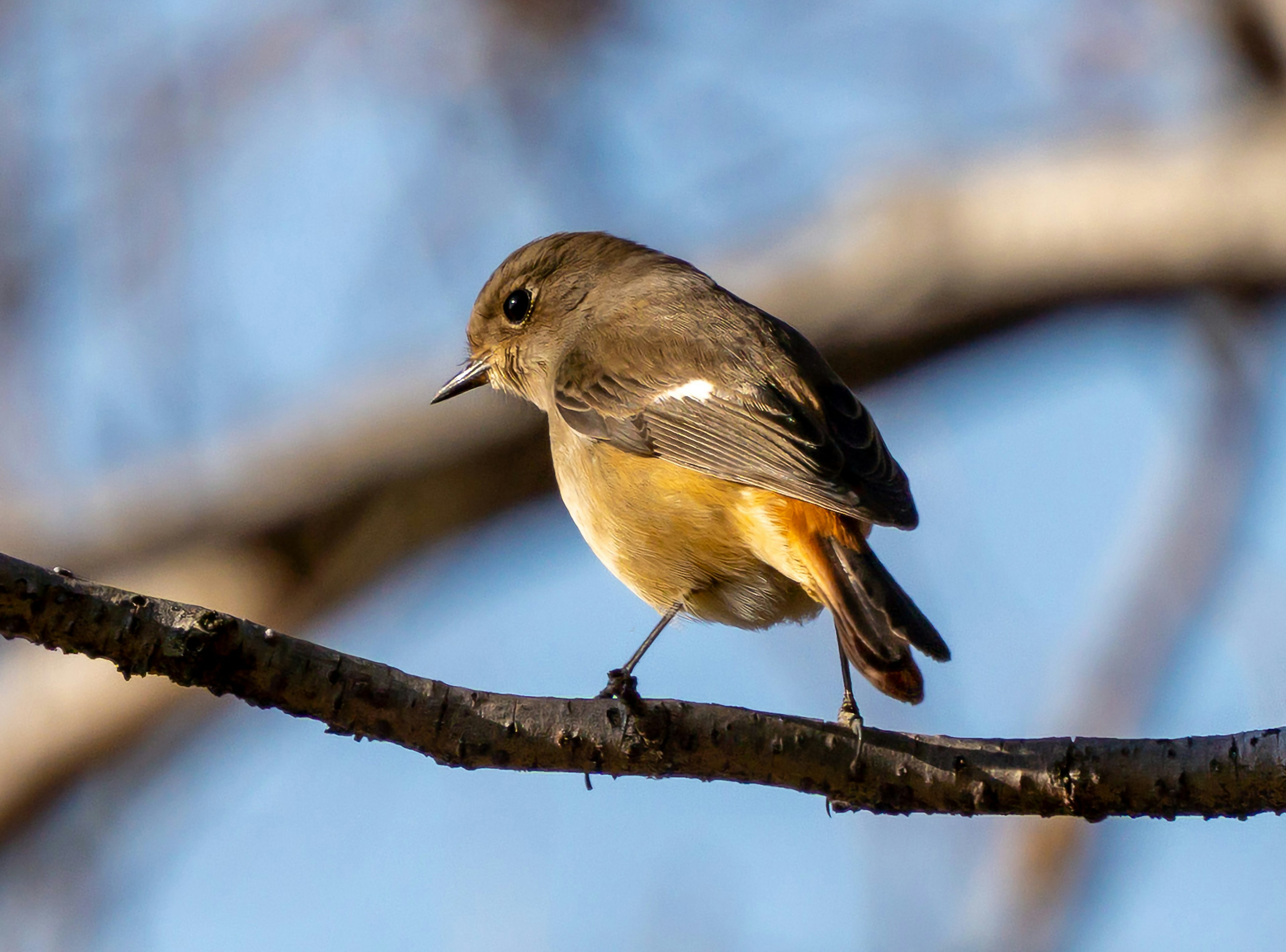 細い枝に止まる小さな鳥の横顔