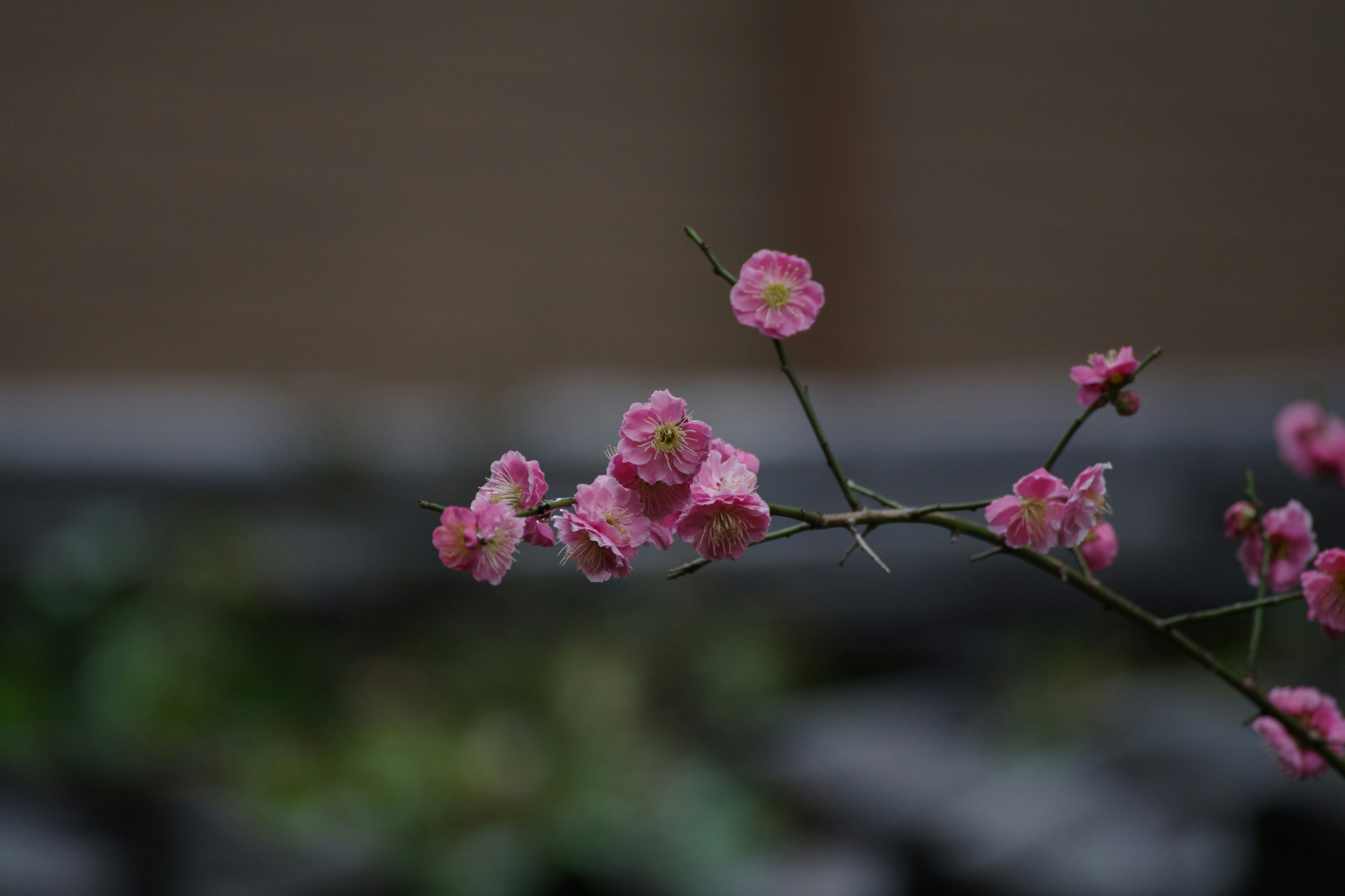 Nahaufnahme eines Zweigs mit rosa Blumen vor einem verschwommenen grünen Hintergrund