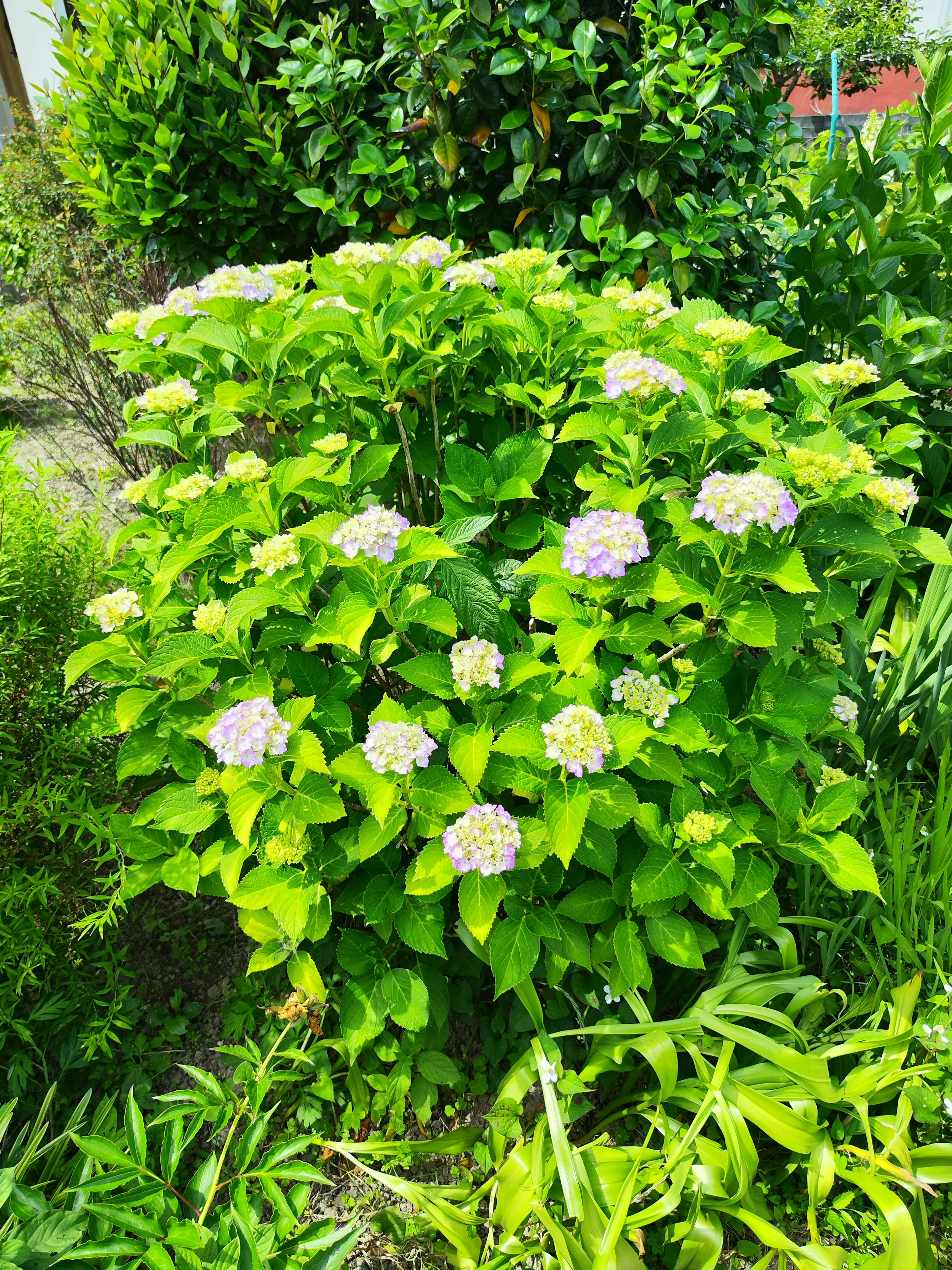 一個郁郁蔥蔥的花園場景，中央是一叢開著淡紫色花朵的繡球花灌木，被綠葉環繞