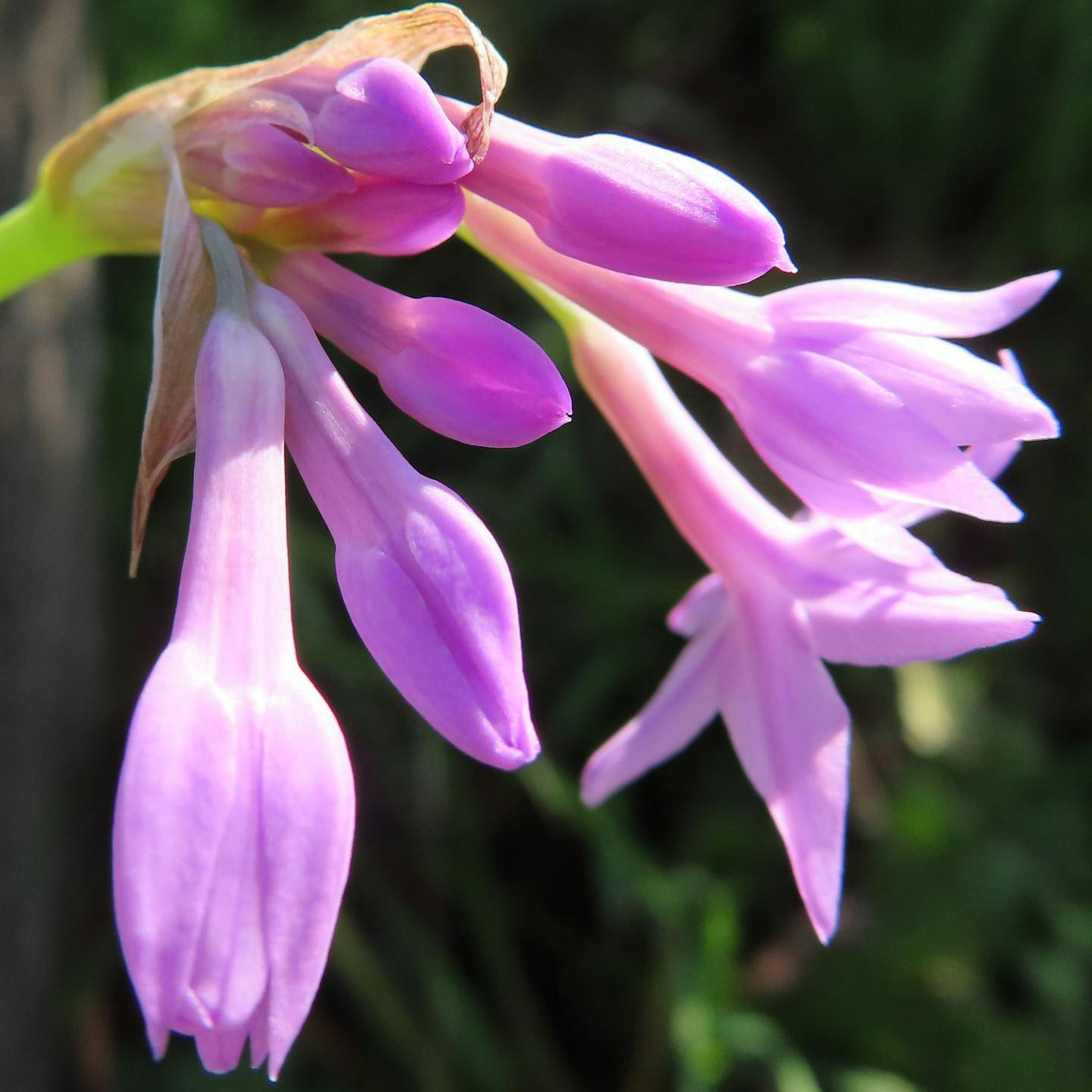 Flores moradas pálidas delicadas con un fondo verde