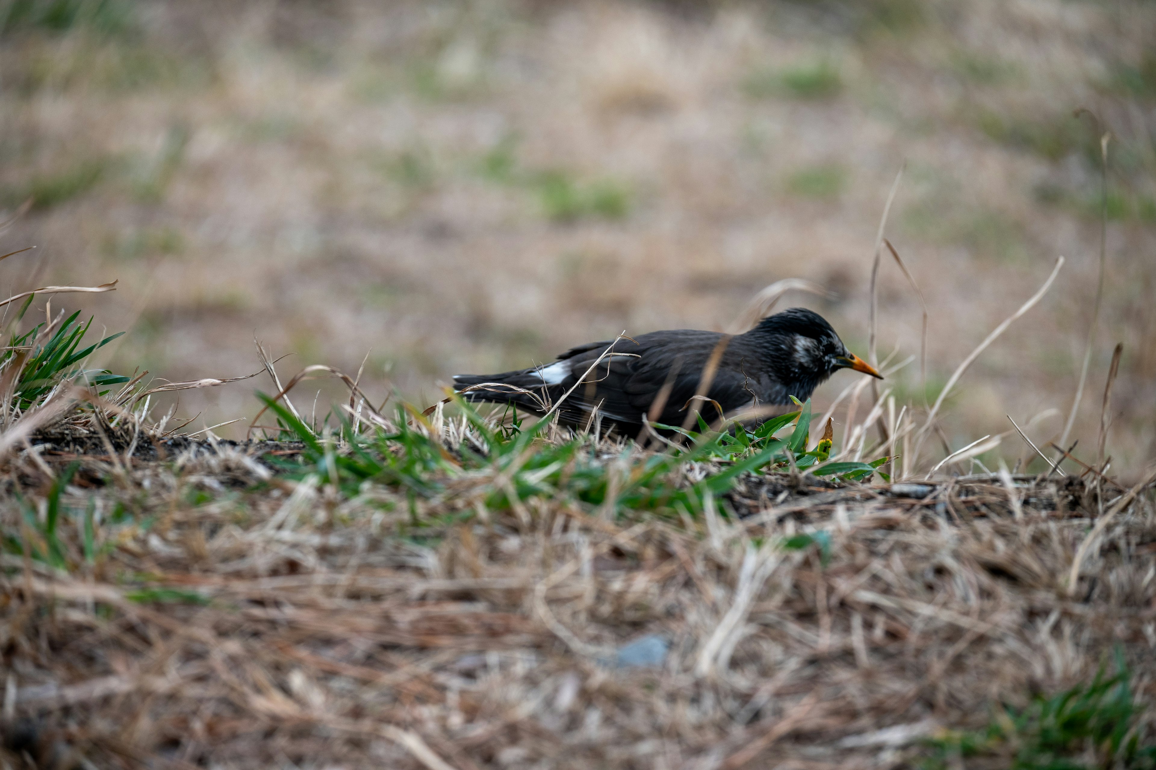 Burung hitam berjalan di atas rumput