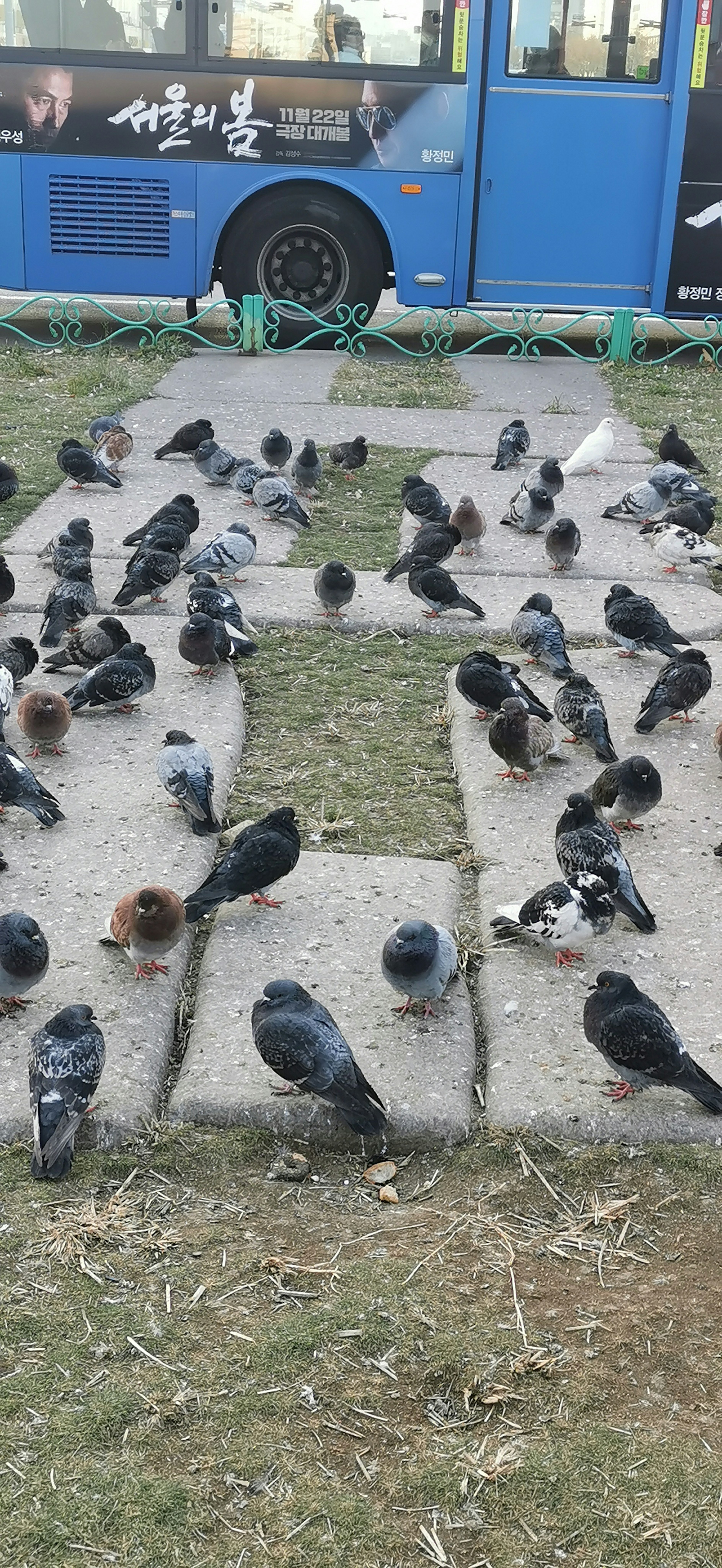 Numerous pigeons gathered on the grass near a blue bus