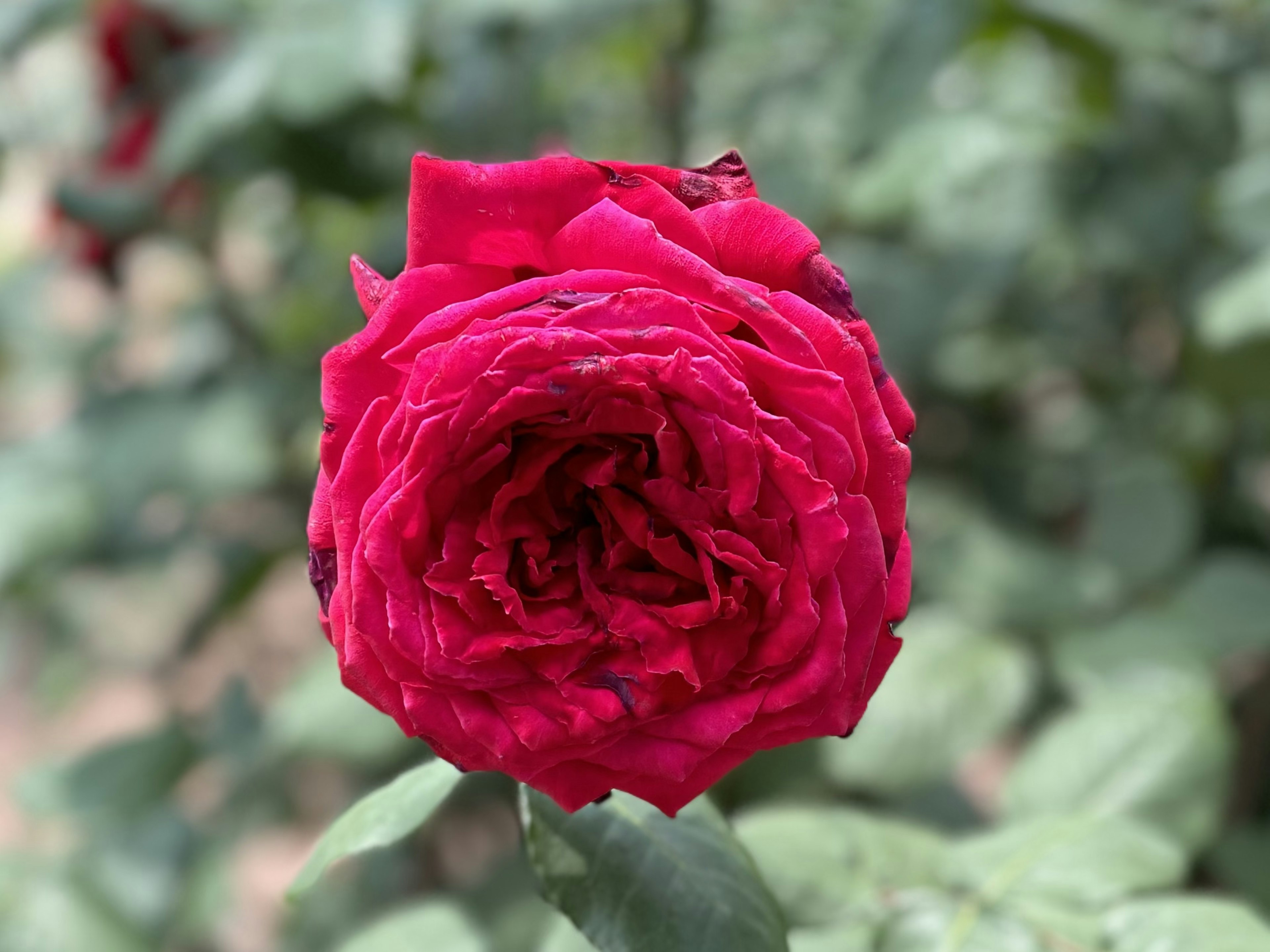 鮮やかな赤いバラの花が緑の葉に囲まれている