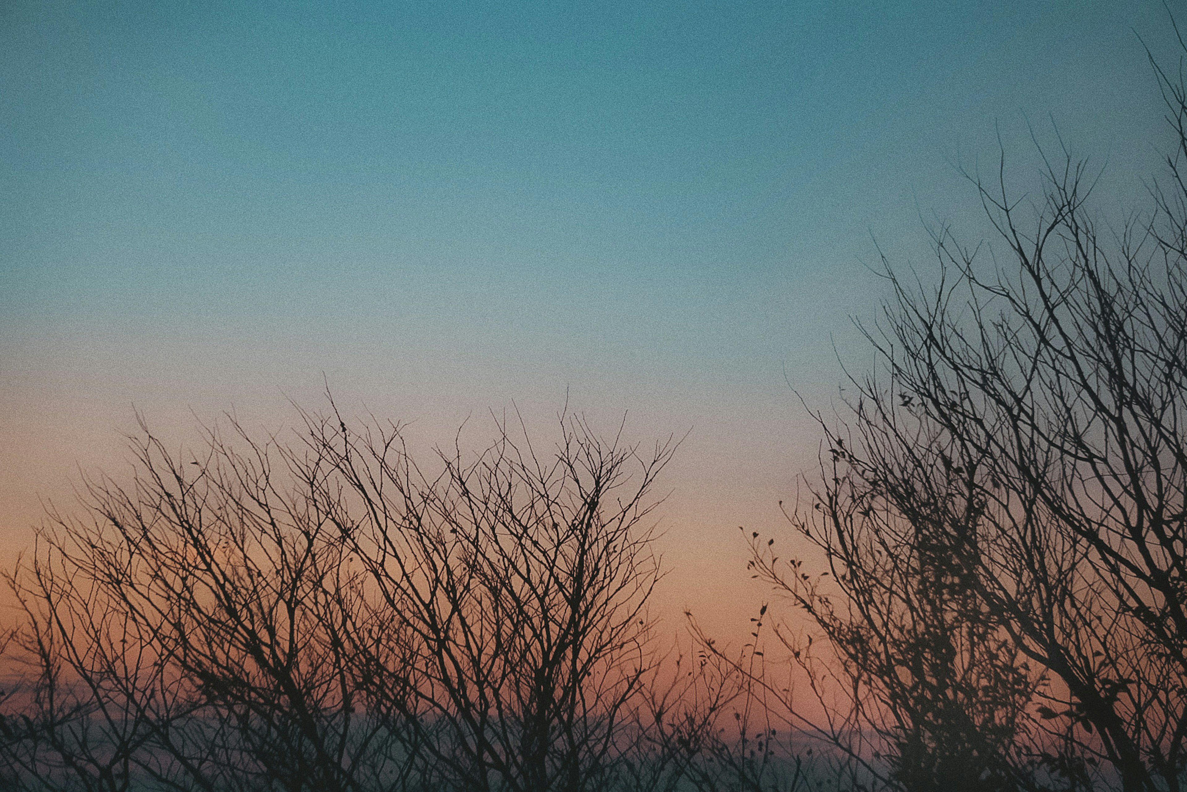 Silhouette d'arbres contre un ciel dégradé de bleu et de teintes de coucher de soleil