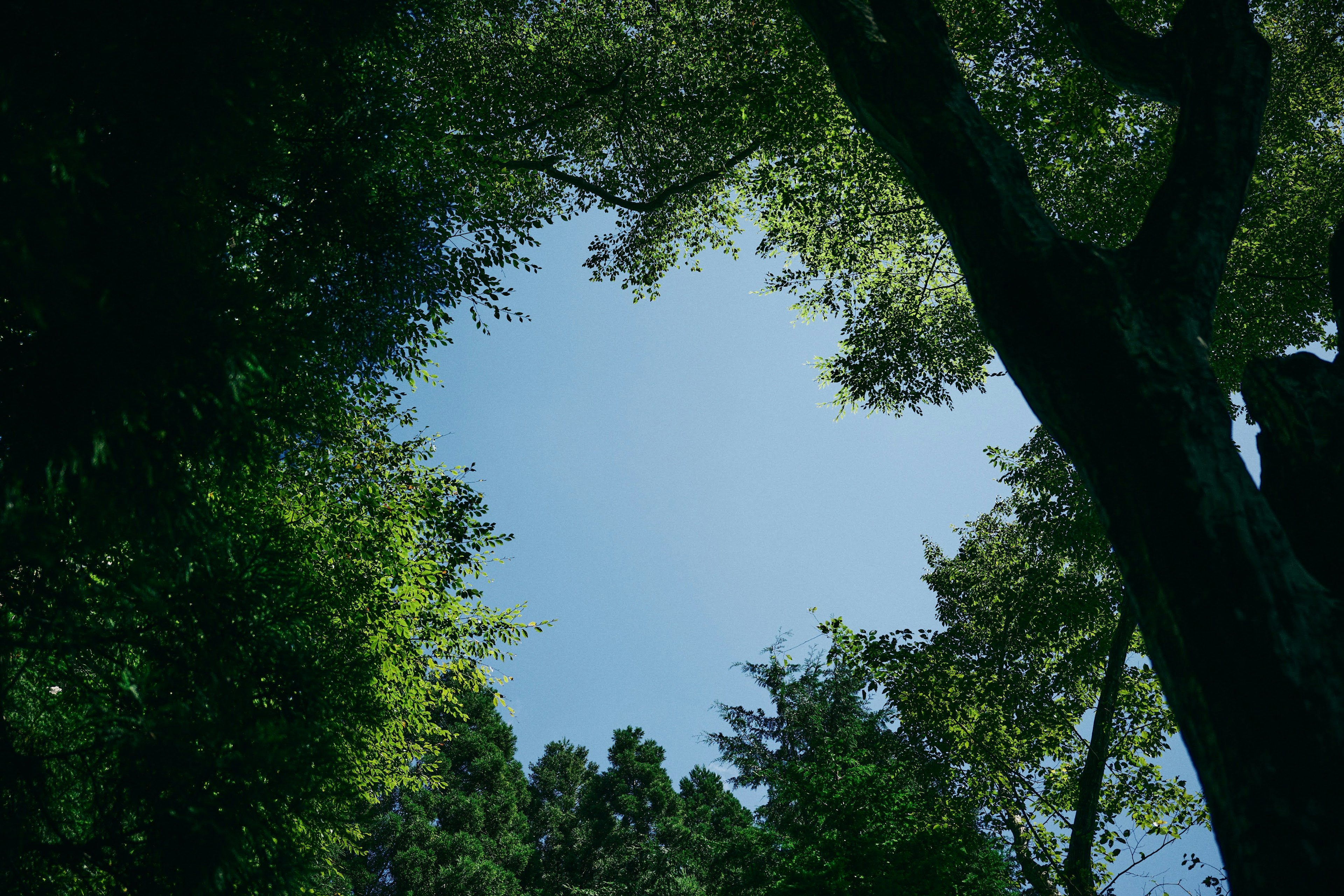 View of blue sky framed by green trees