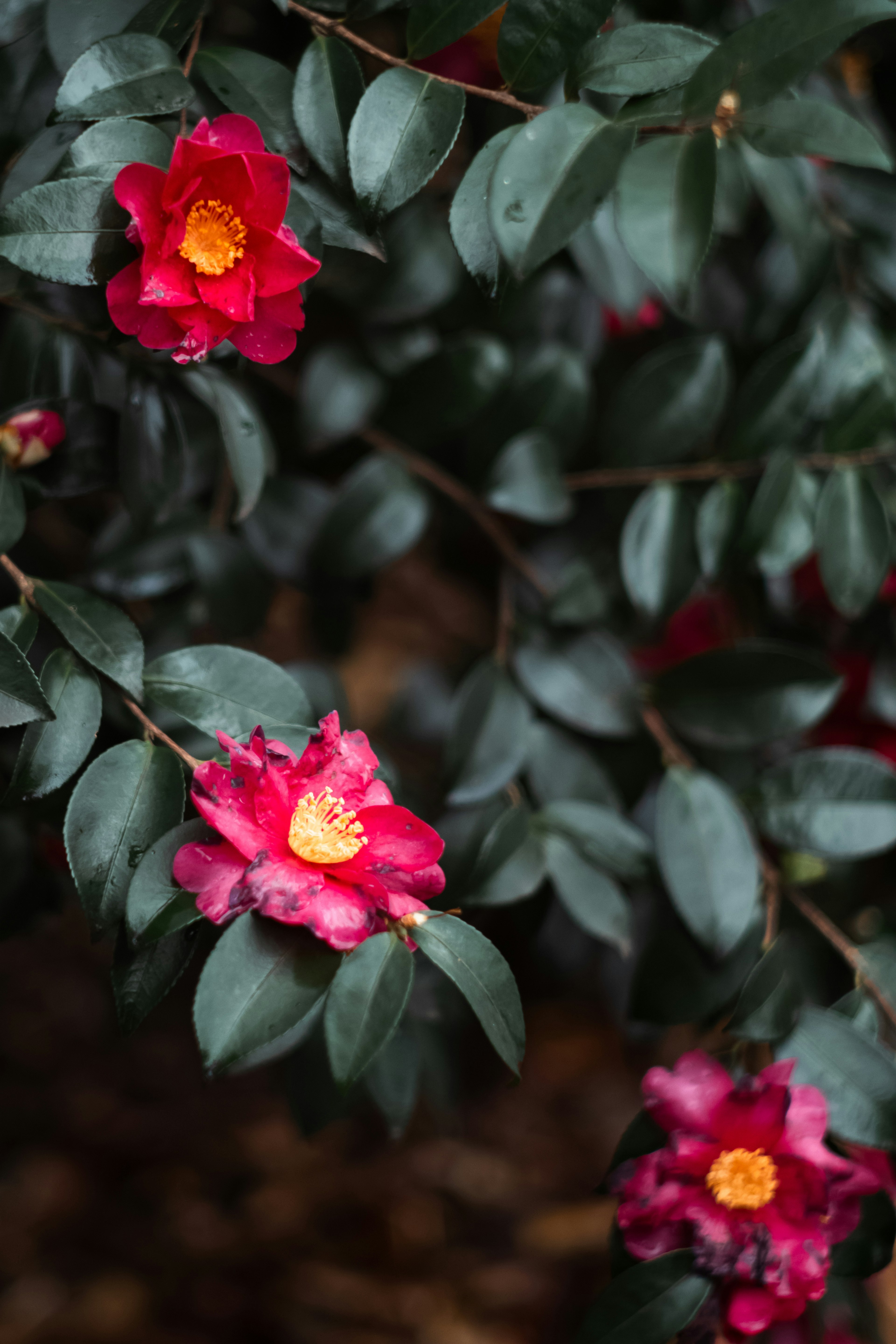 Fleurs rouges vibrantes avec des cœurs jaunes et des feuilles vertes foncées sur une branche de camélia