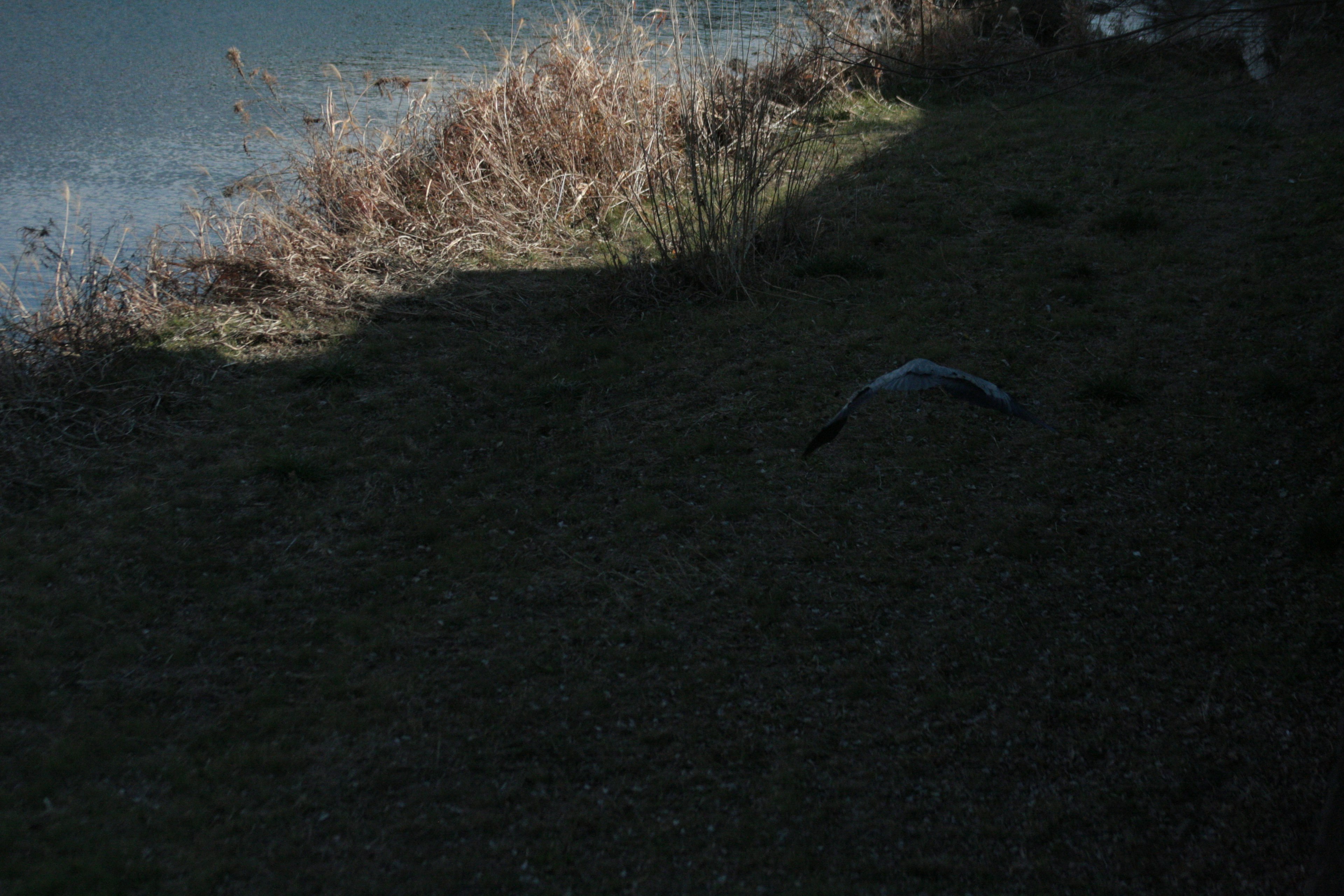 Pájaro despegando sobre un banco de hierba junto al agua