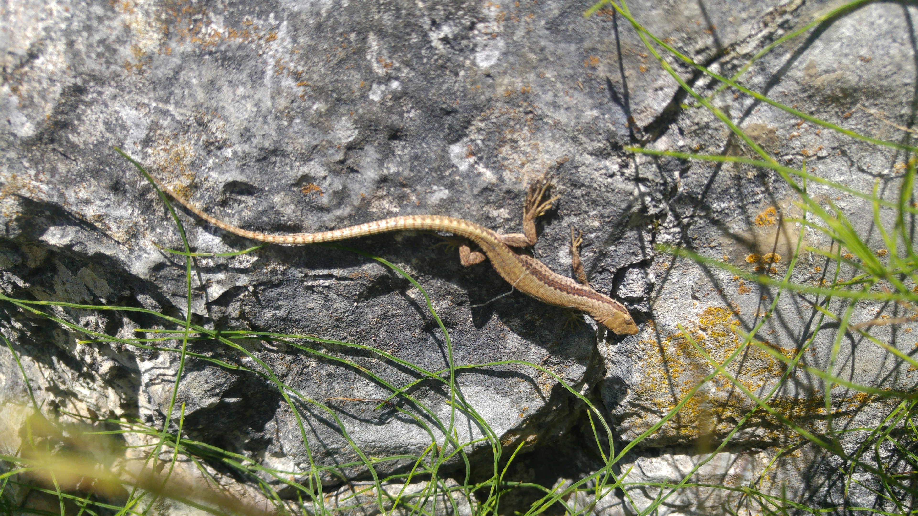 Un lézard mince reposant sur une pierre avec de l'herbe verte autour