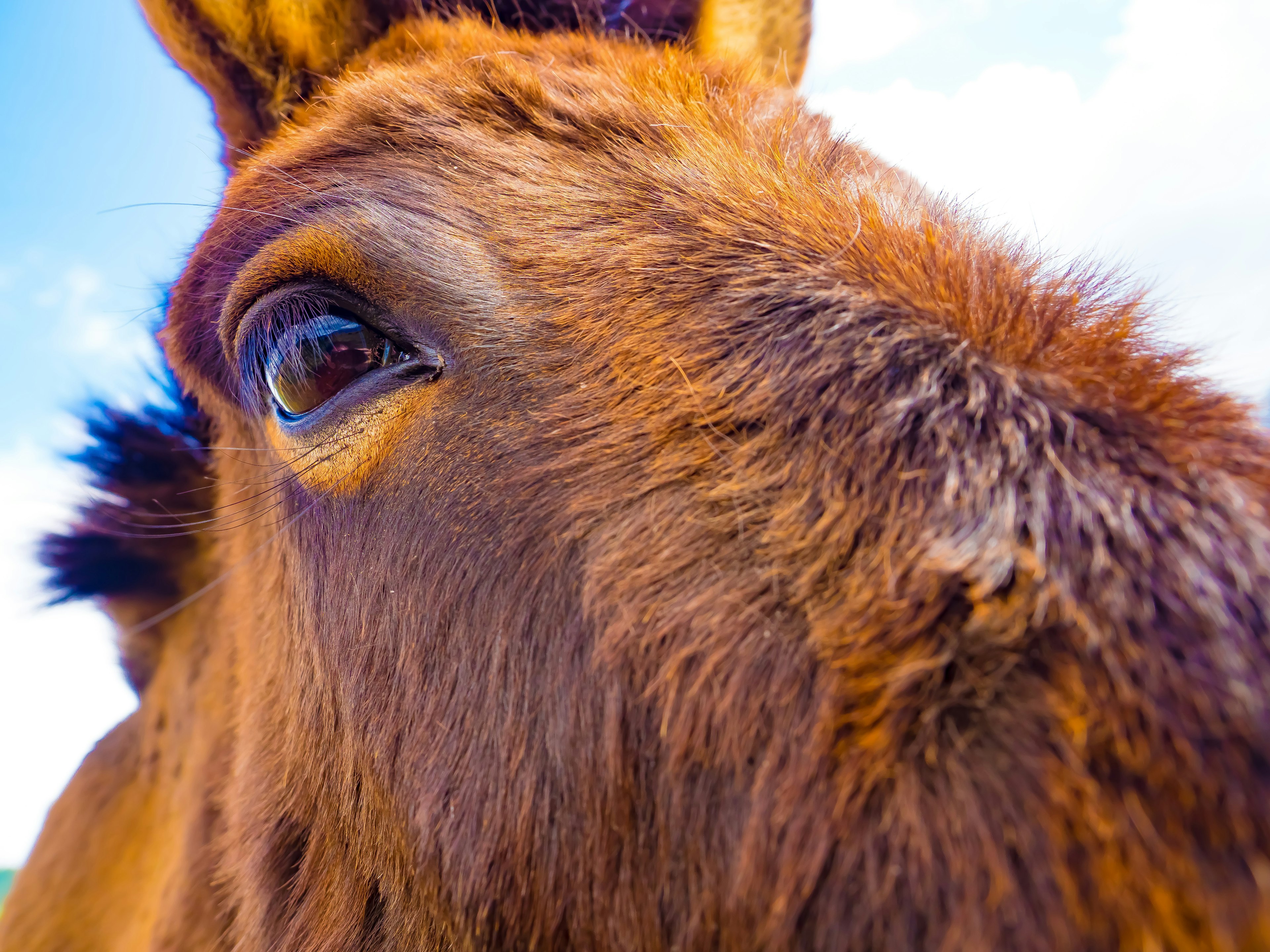 Nahaufnahme des Gesichts eines Pferdes mit Fokus auf Augen und Fellstruktur