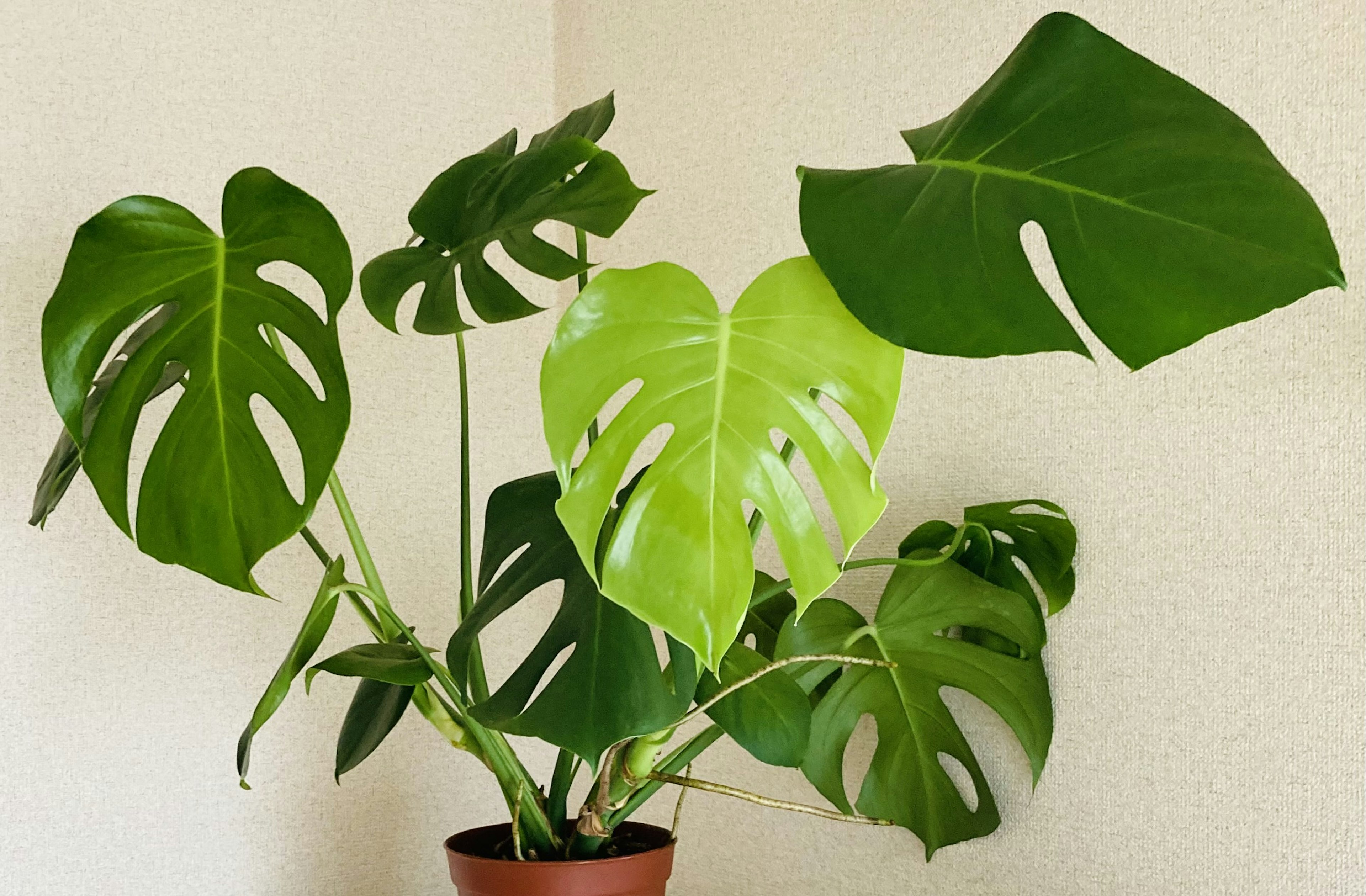 Immagine di una pianta Monstera con grandi foglie verdi