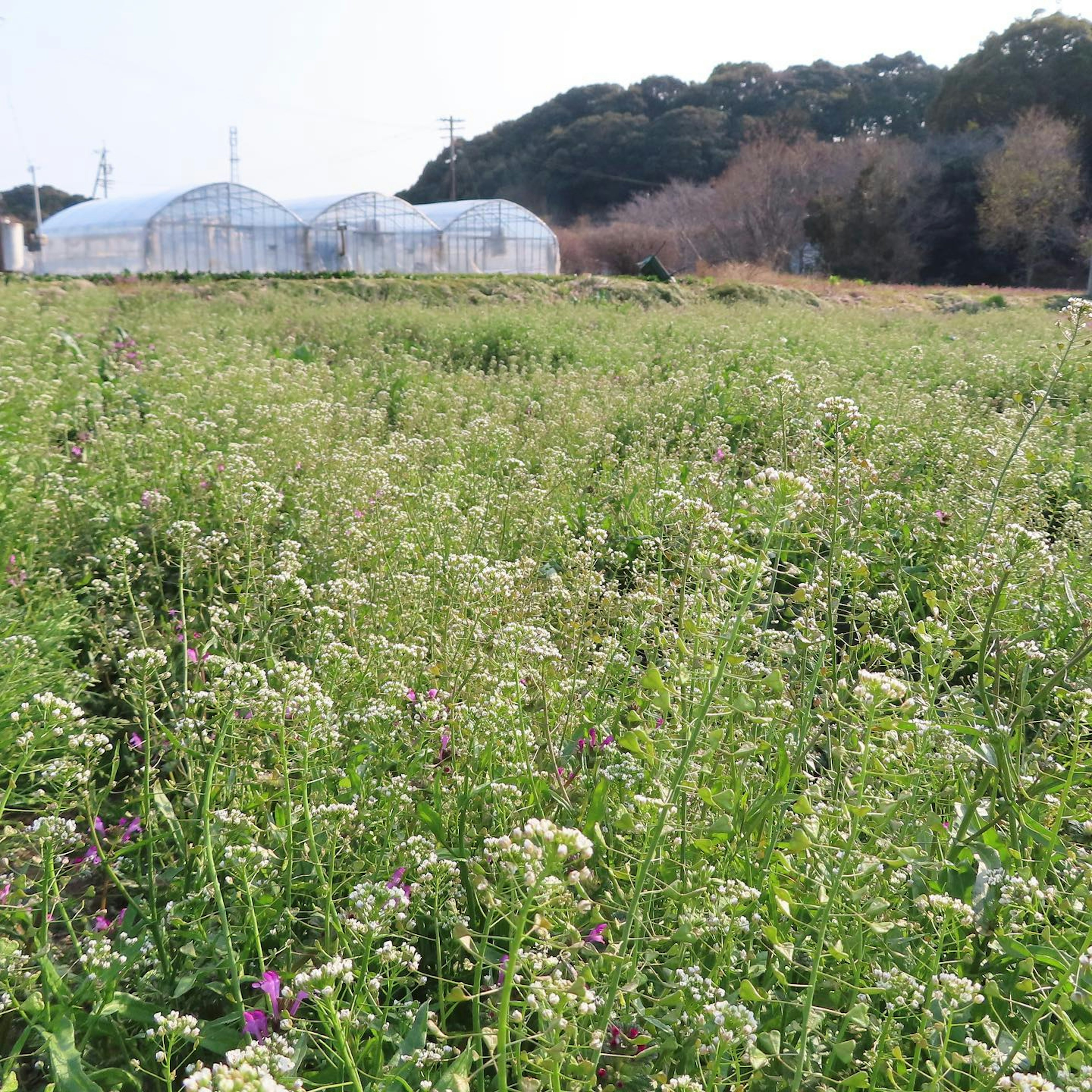 Campo expansivo con flores blancas en flor y césped verde invernaderos transparentes al fondo