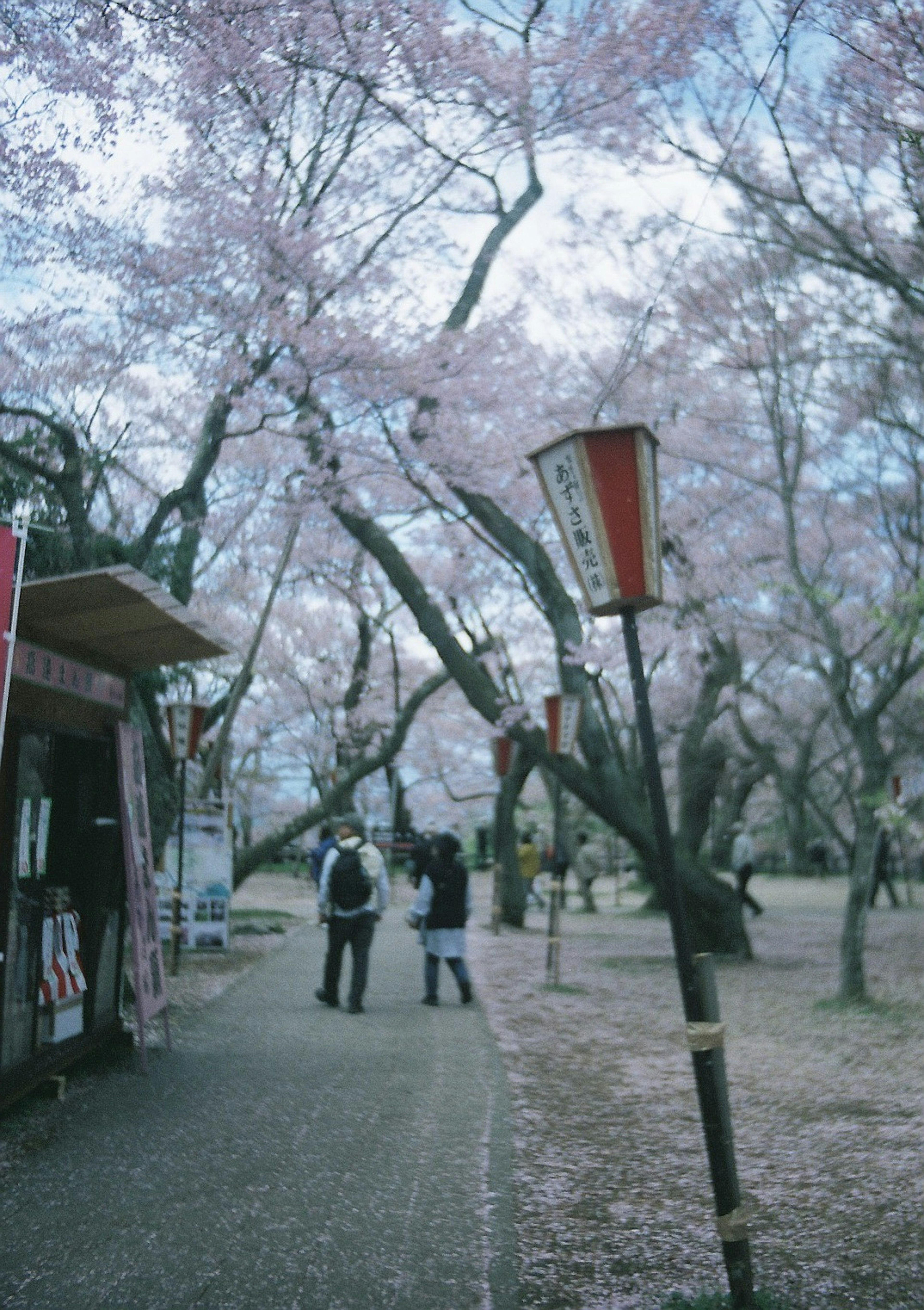 Scenic park with cherry blossom trees and two people walking