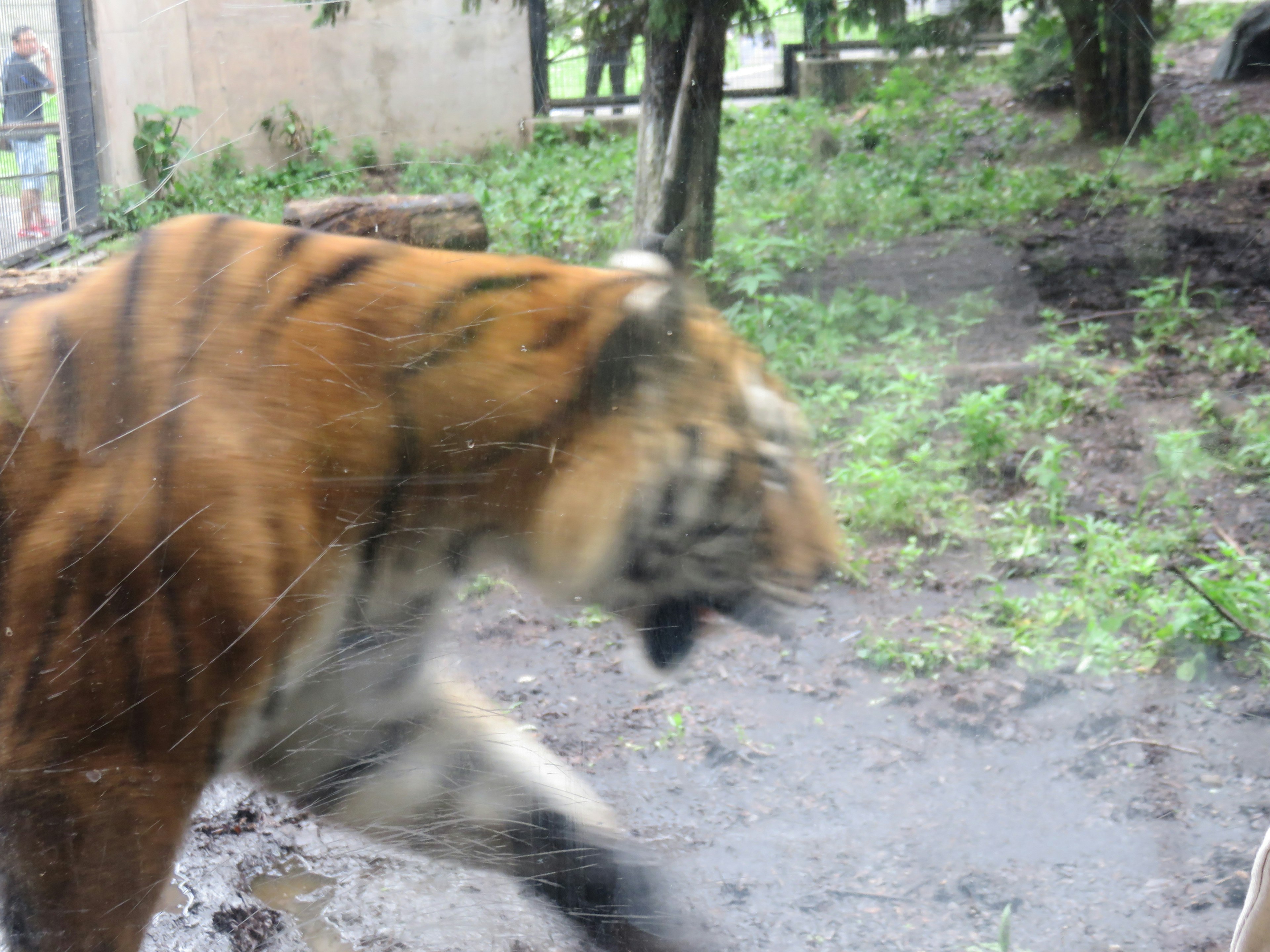 Imagen borrosa de un tigre en movimiento en un entorno verde