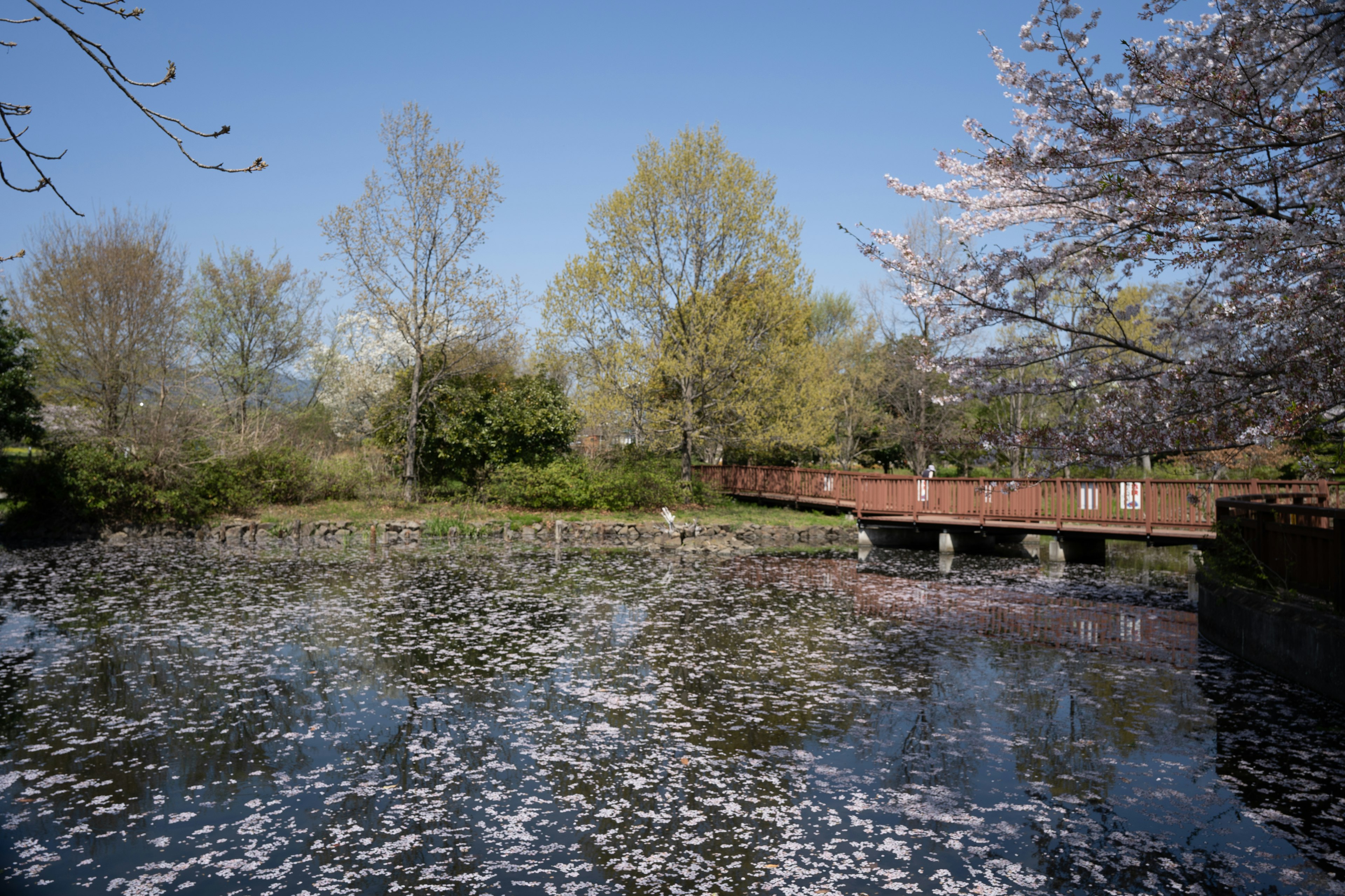 Serene pond with floating cherry blossom petals and green trees visible