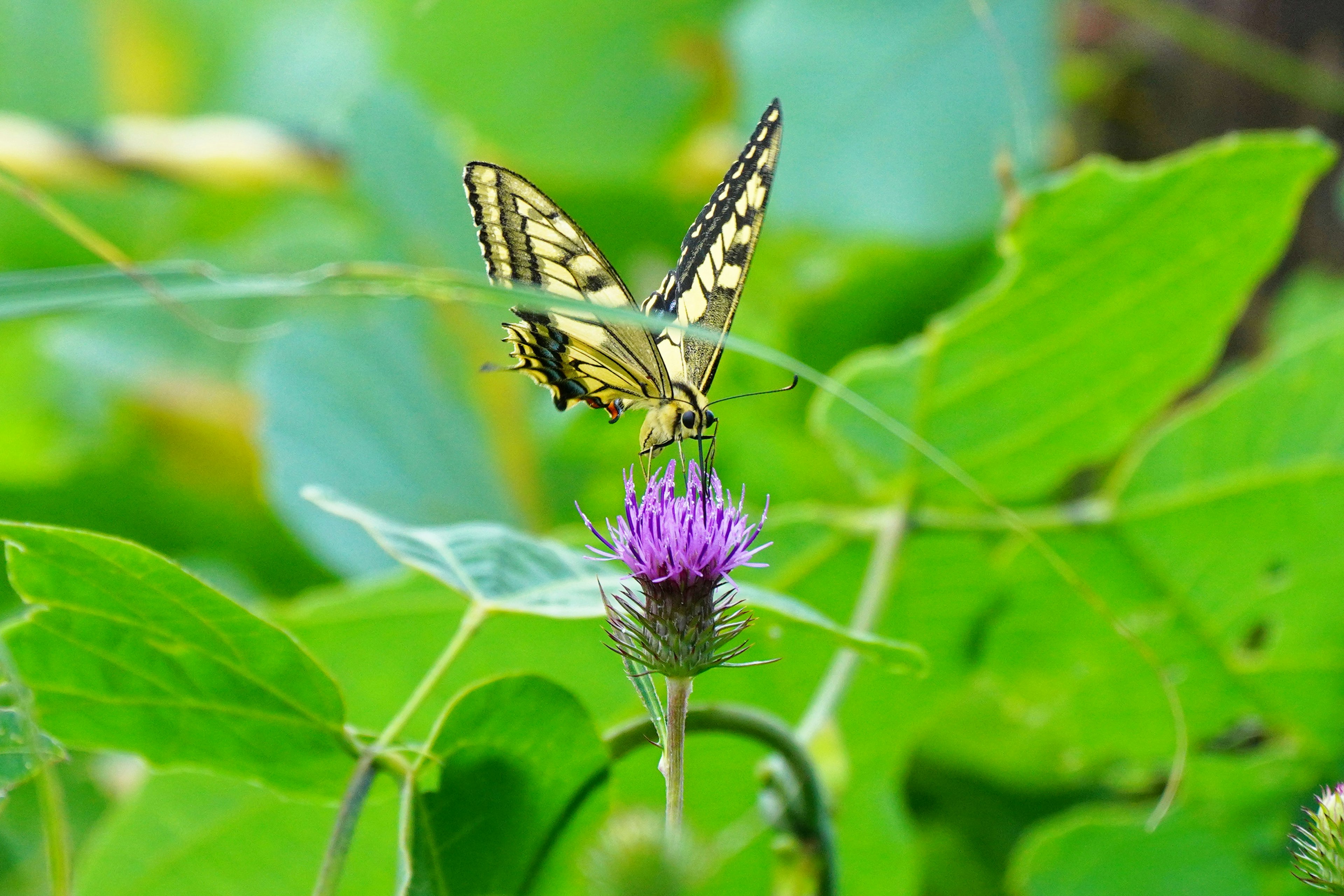 Ein Schmetterling, der auf einer lila Blume mit grünen Blättern im Hintergrund sitzt