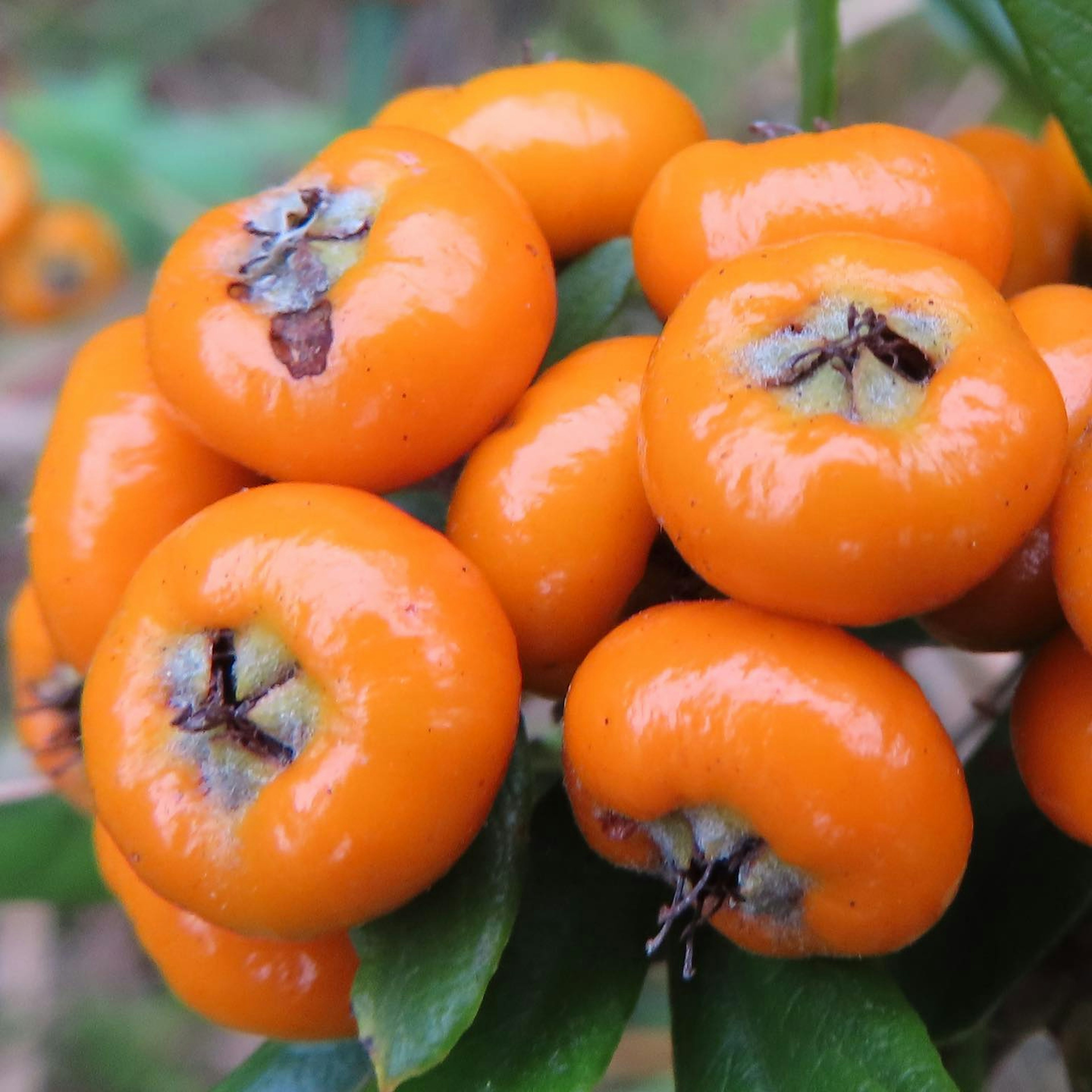 Close-up of clustered orange fruits on a branch