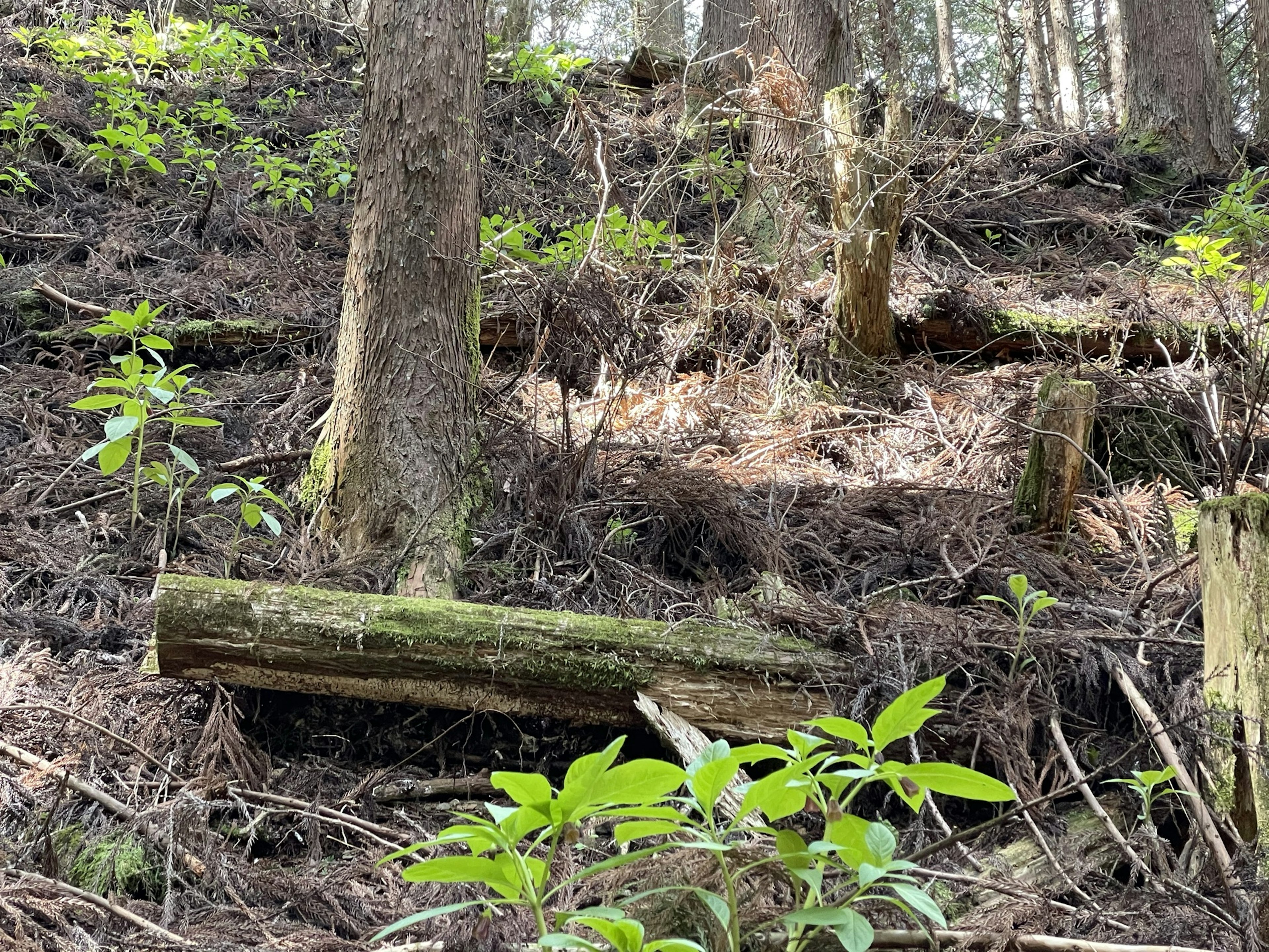 Pendiente del bosque con árboles y follaje verde