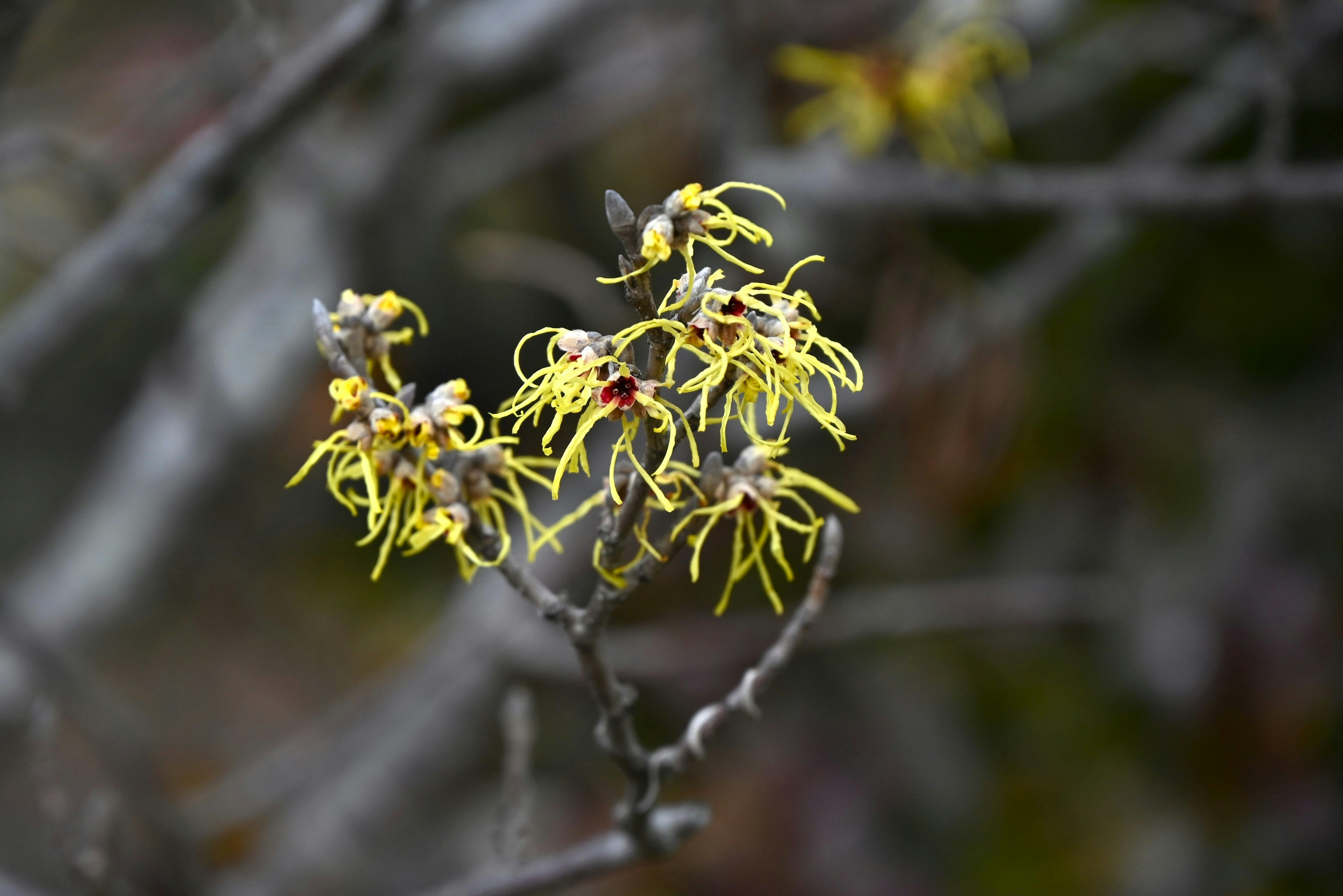 Close-up of a branch with yellow flowers blooming